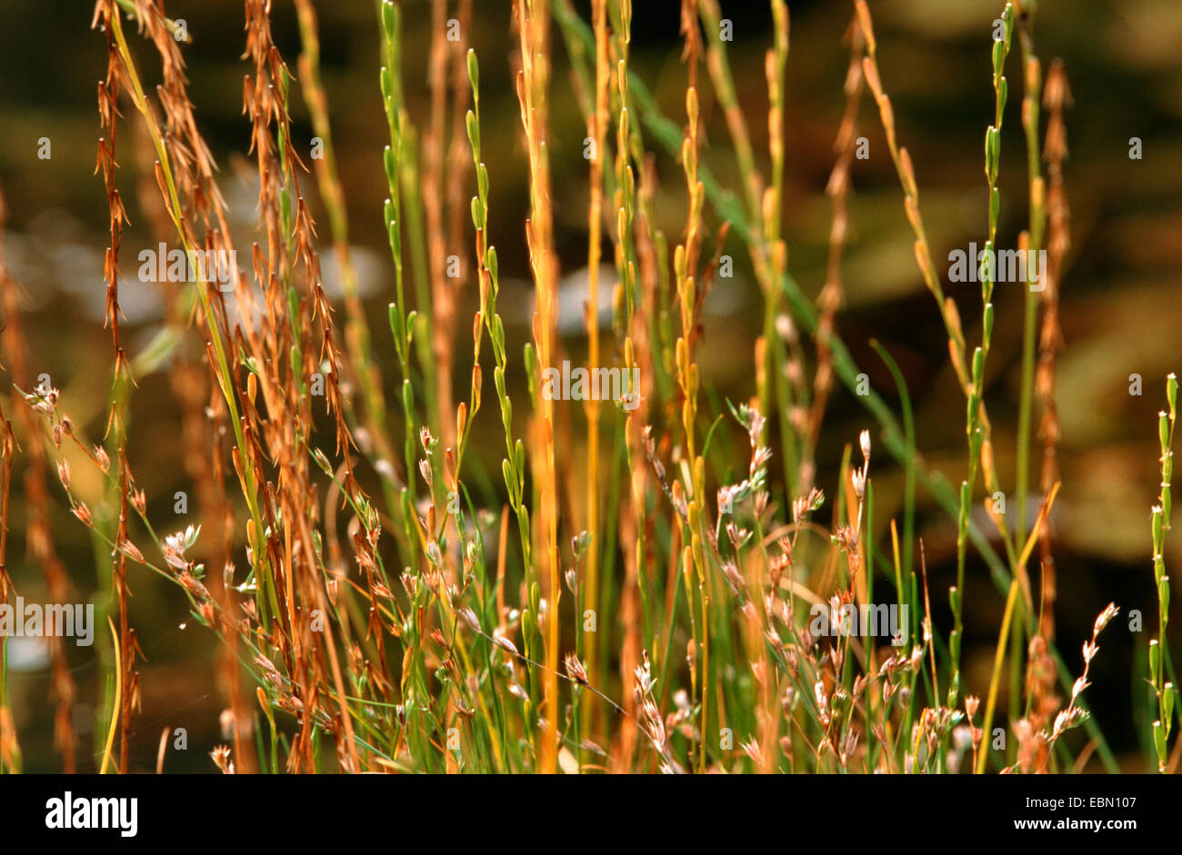 marsh arrowgrass, slender bog arrow-grass (Triglochin palustre), blooming and fruiting, Germany Stock Photo