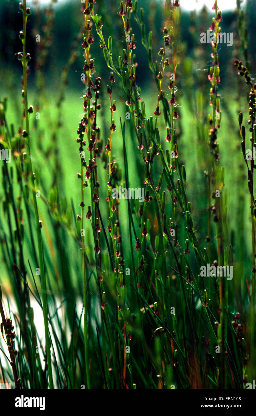 marsh arrowgrass, slender bog arrow-grass (Triglochin palustre), blooming, Germany Stock Photo