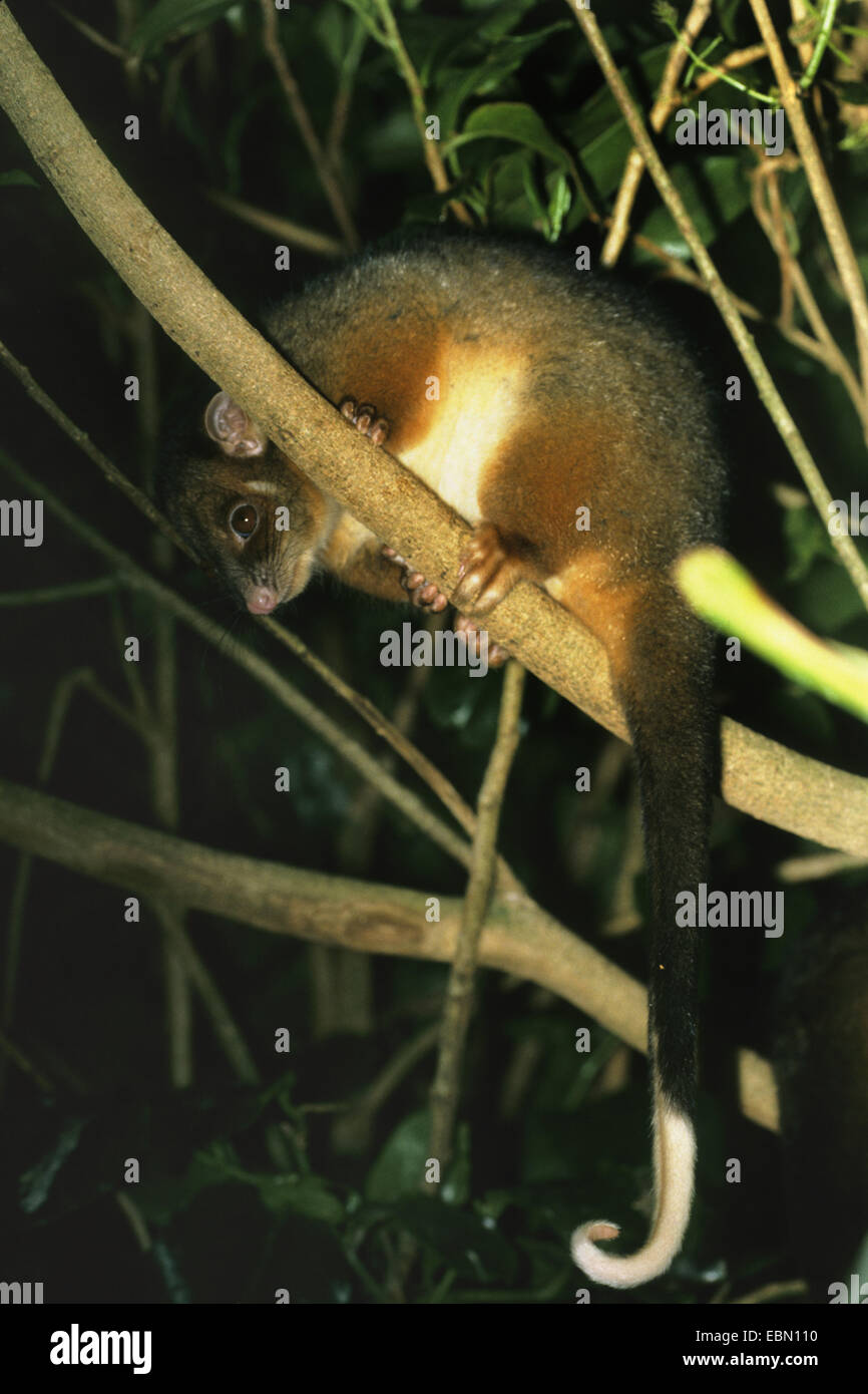 common ringtail possum (Pseudocheirus peregrinus), on a branch Stock Photo