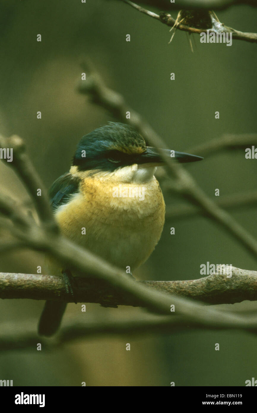 Sacred kingfisher (Halcyon sancta, Todiramphus sanctus), on a branch Stock Photo