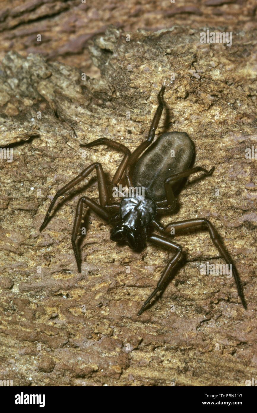 hunting spiders, ground spiders (Gnaphosidae, Drassodidae), on bark, Madagascar Stock Photo