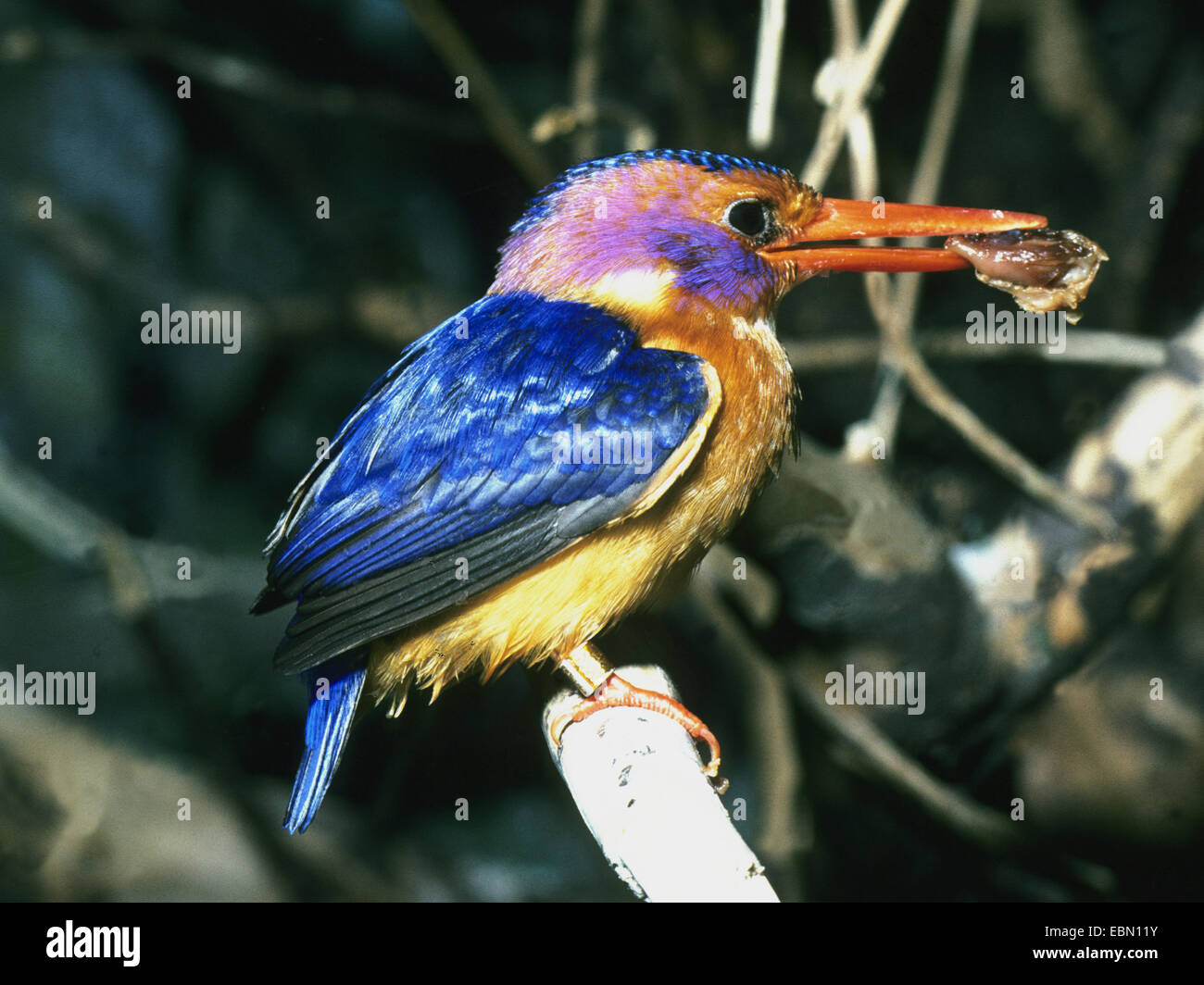 African Pygmy Kingfisher (Ispidina picta, Ceyx pictus), on a branch Stock Photo