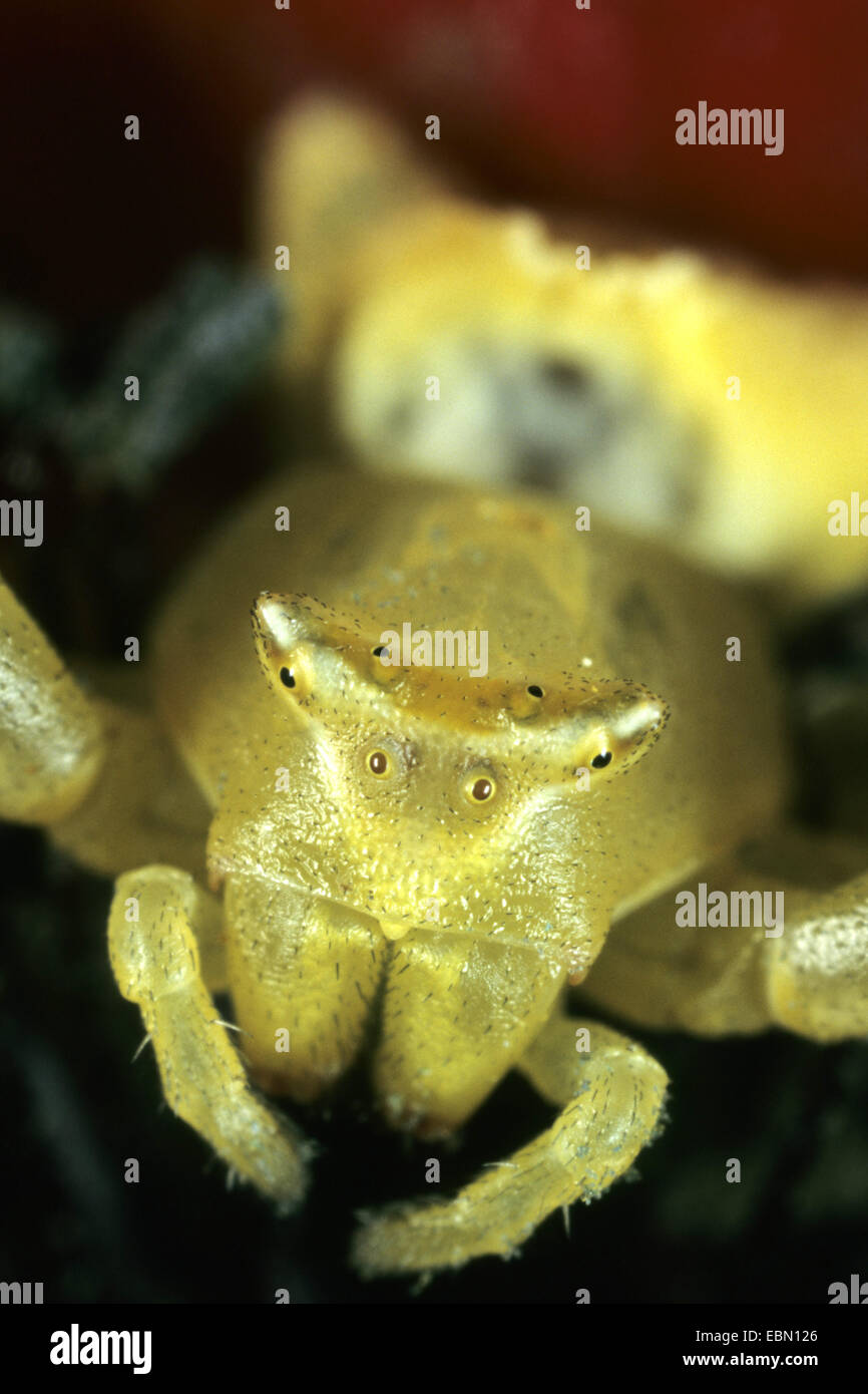Crab Spider (Thomisus onustus), female Stock Photo