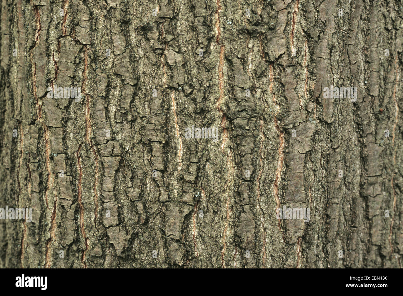 Turkey oak (Quercus laevis), bark Stock Photo