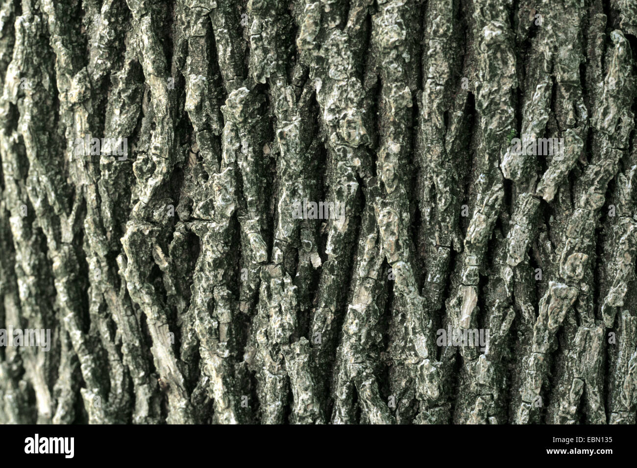 red ash, green ash (Fraxinus pennsylvanica), bark Stock Photo