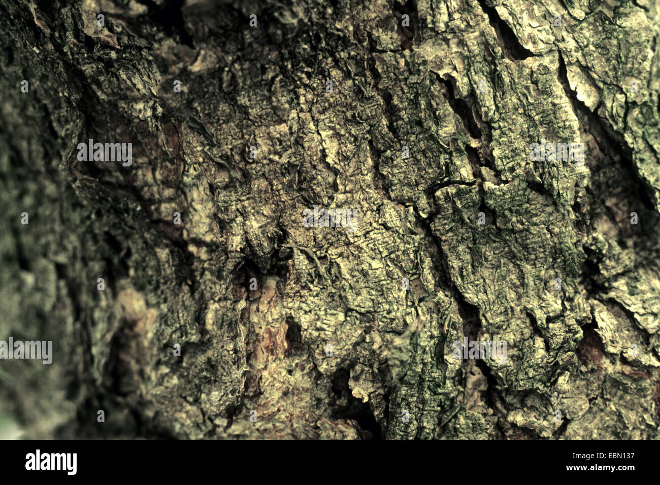 wafer ash, hop tree, stinking ash (Ptelea trifoliata), bark Stock Photo