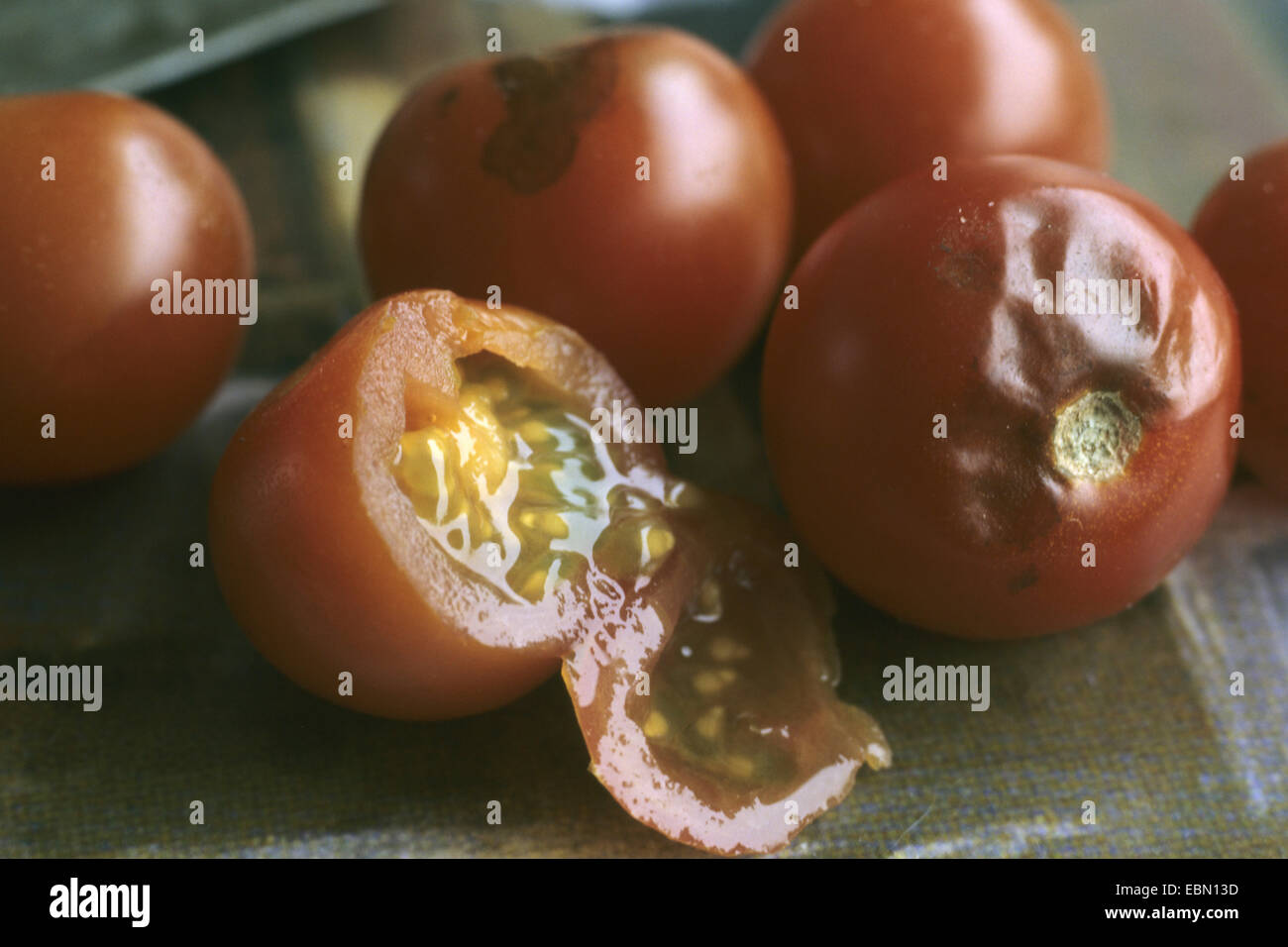 garden tomato (Solanum lycopersicum, Lycopersicon esculentum), rotting tomatoes with Pleospora Stock Photo