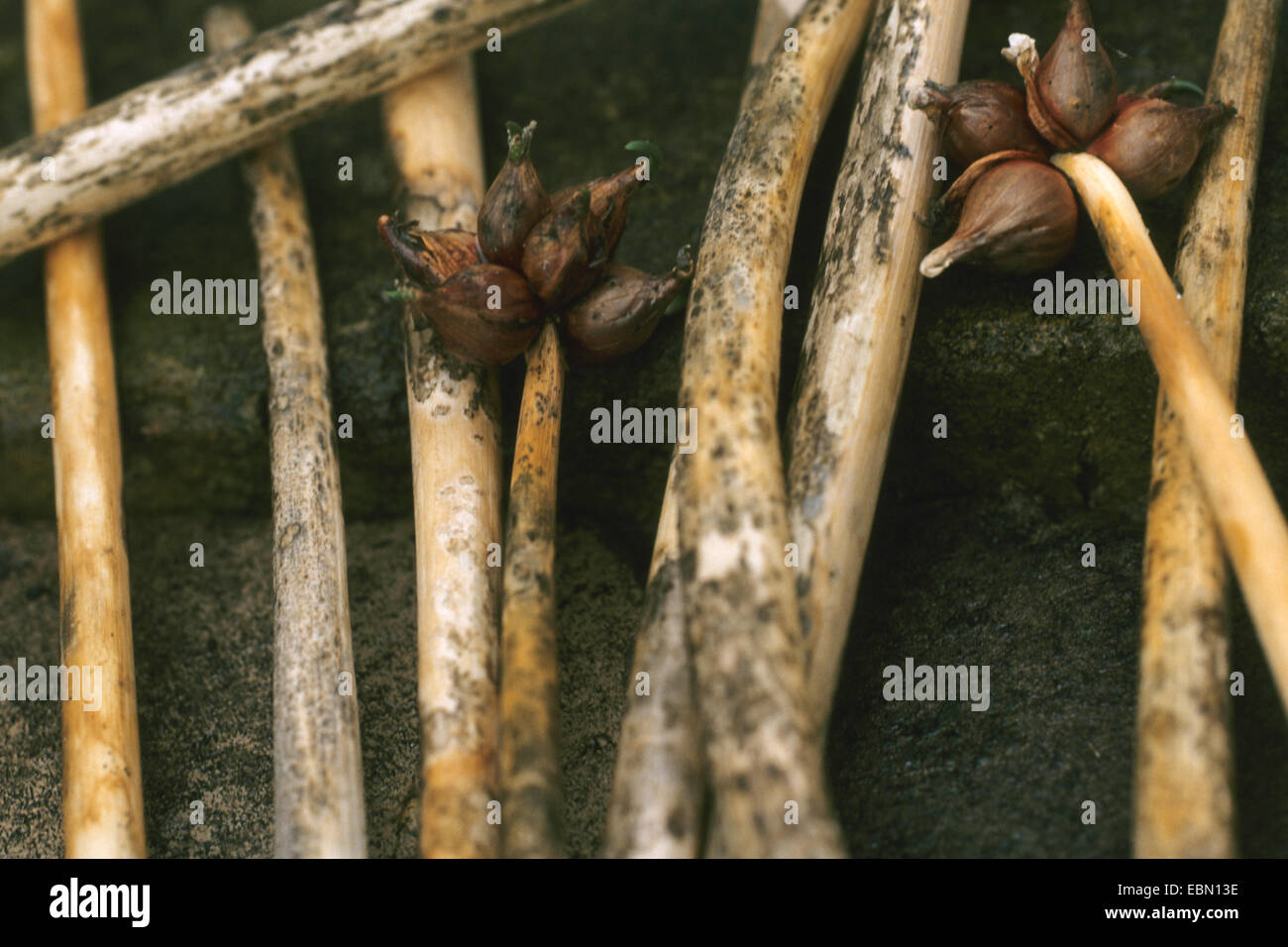 Garden onion, Bulb Onion, Common Onion (Allium cepa var. proliferum, Allium proliferum, Allium x proliferum), with fungal infestation Stock Photo