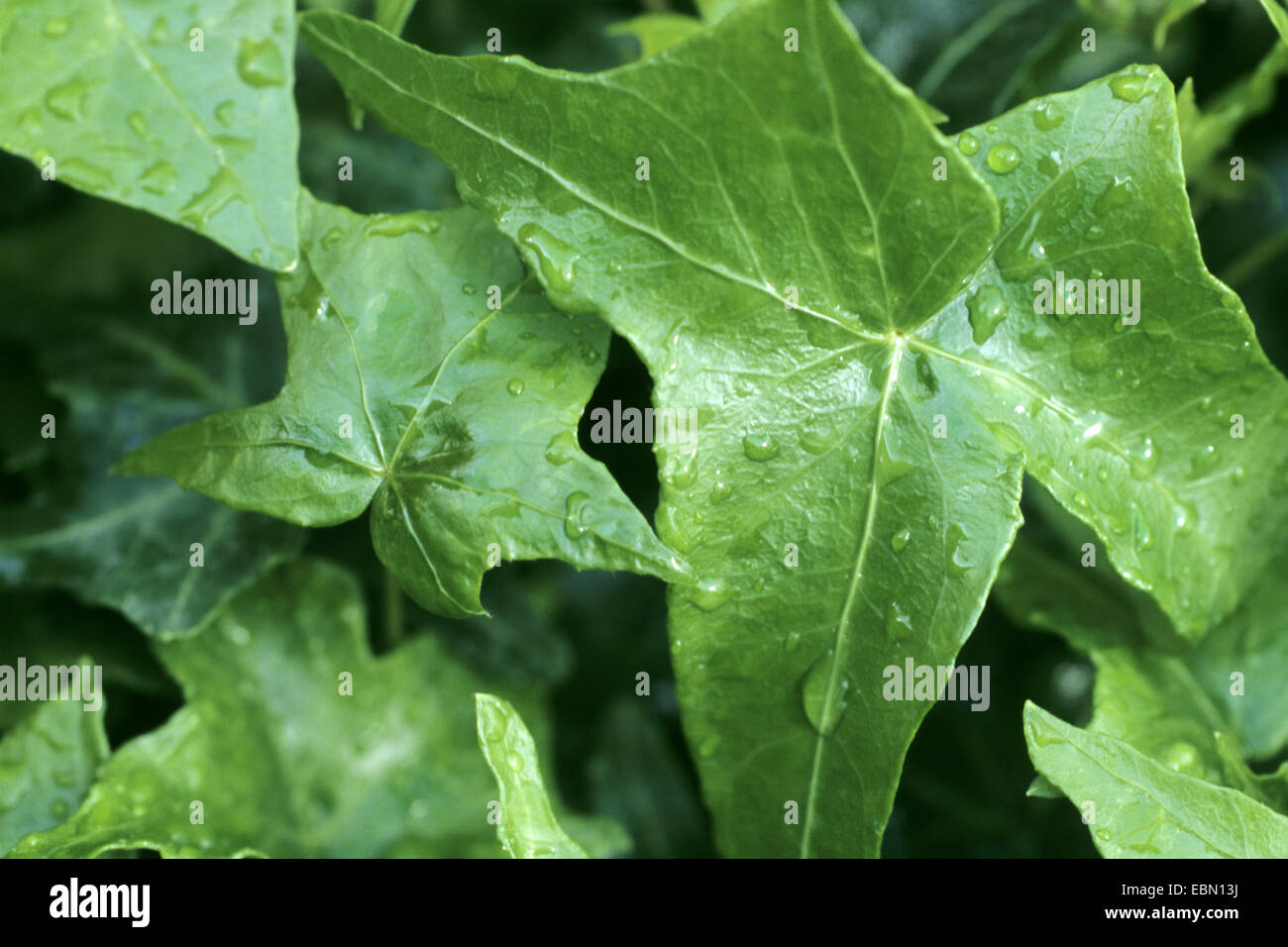 English ivy, common ivy (Hedera helix 'Miss Moror', Hedera helix Miss Moror), cultivar Miss Moror Stock Photo