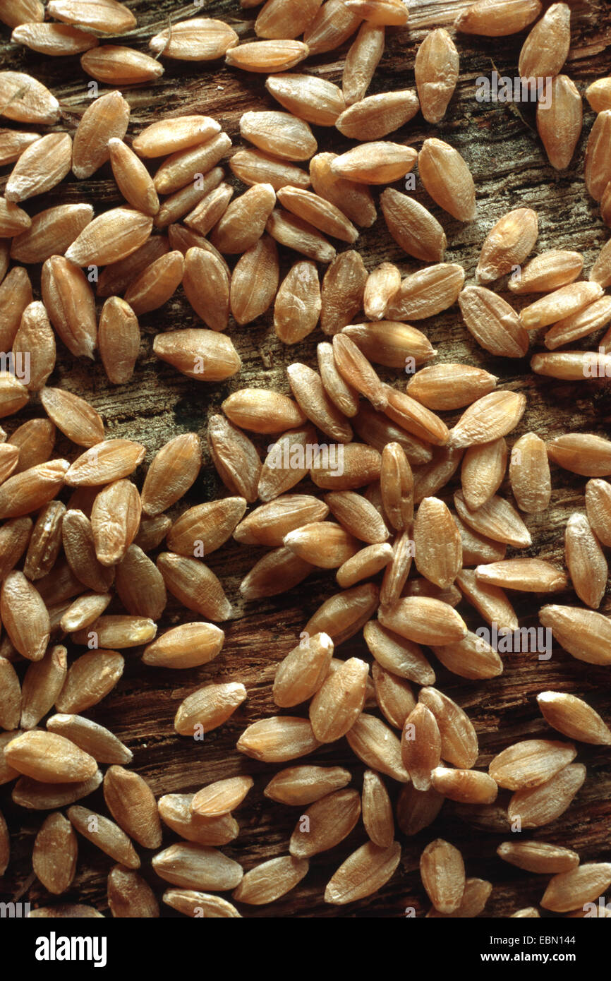 Eincorn Wheat (Triticum monococcum), grains of Eincorn Stock Photo