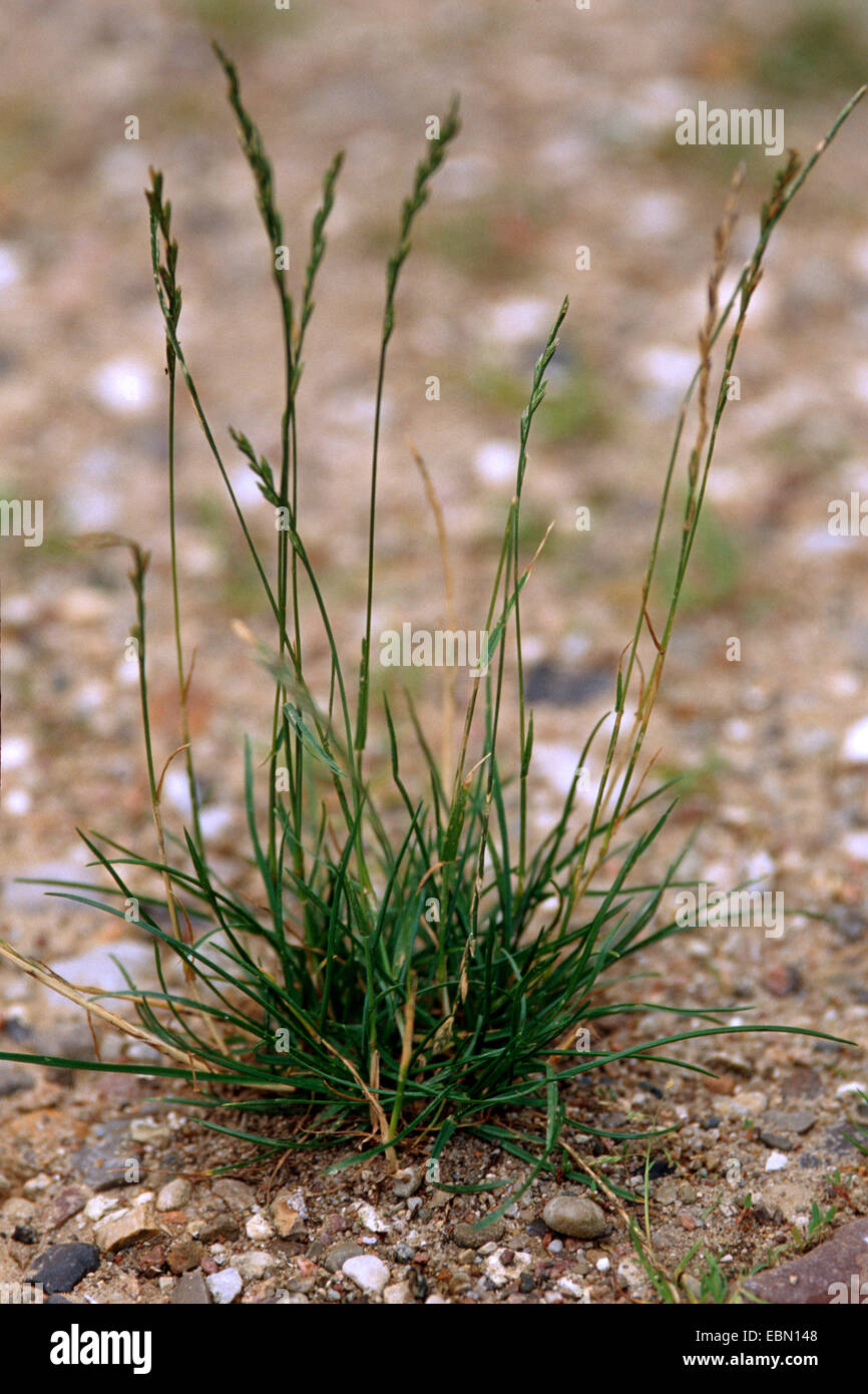 common darnel, common ray, perennial ray, perennial rye-grass (Lolium perenne), blooming, Germany Stock Photo