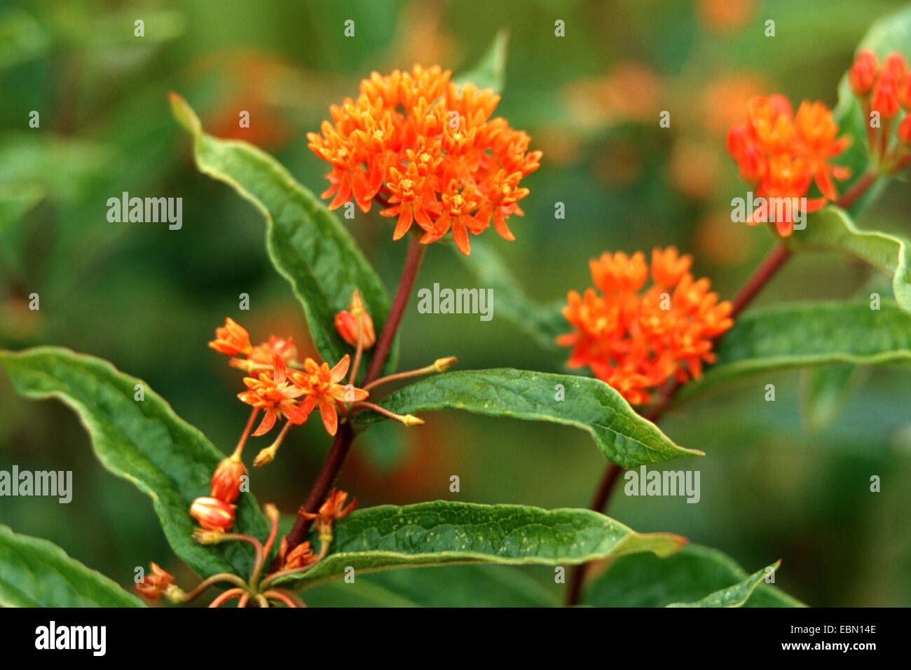 Butterfly-weed, Butterfly milkweed, Pleurisy root (Asclepias tuberosa), flowering Stock Photo