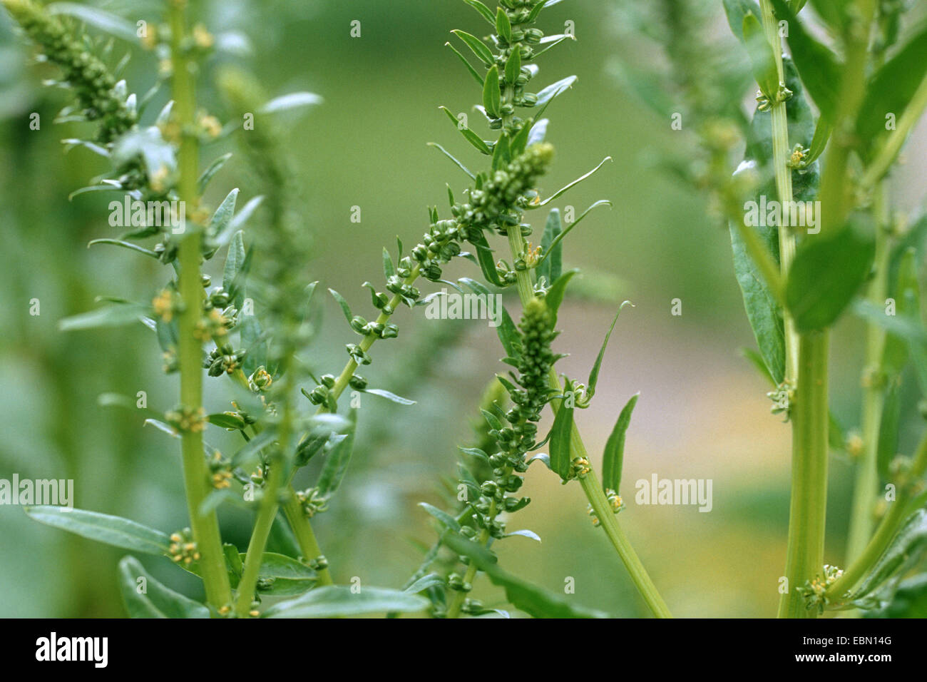 sugar beet (Beta vulgaris var. altissima), blooming Stock Photo