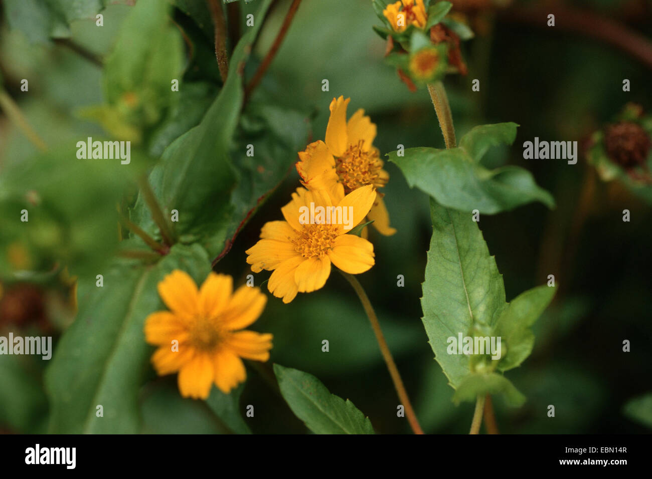 niger, ramtilla (Guizotia abyssinica, Guizotia oleifera, Guizotia scabra), blooming Stock Photo