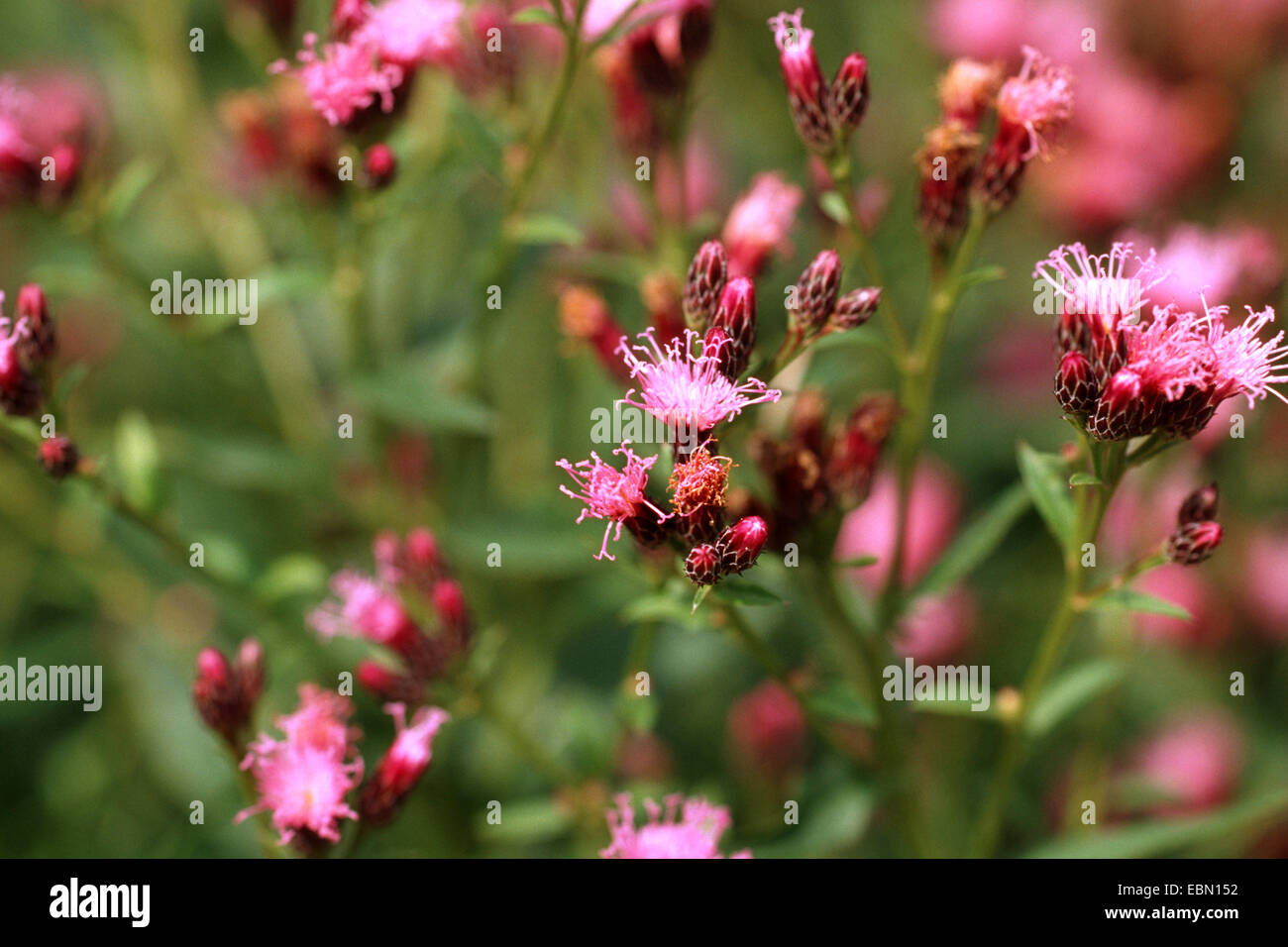 saw-wort (Serratula tinctoria), blooming Stock Photo