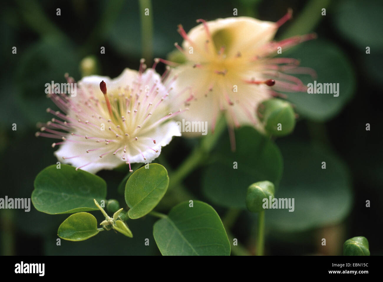 caper, alcaperro, caper berry, caper bud, caper bush, caper fruit, smooth caper, spiny caper