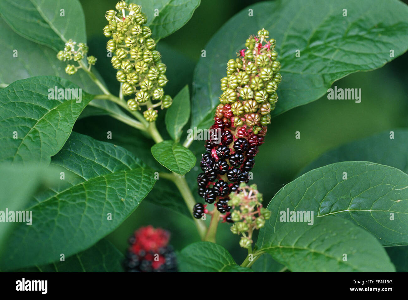 Pokeweed, Indian poke, Red-ink Plant, Indian Pokeweed (Phytolacca esculenta, Phytolacca acinosa), fruiting Stock Photo