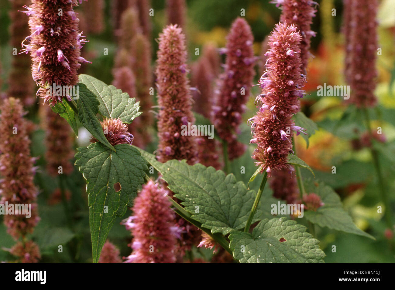 Anise hyssop, Blue giant hyssop (Agastache foeniculum, Agastache