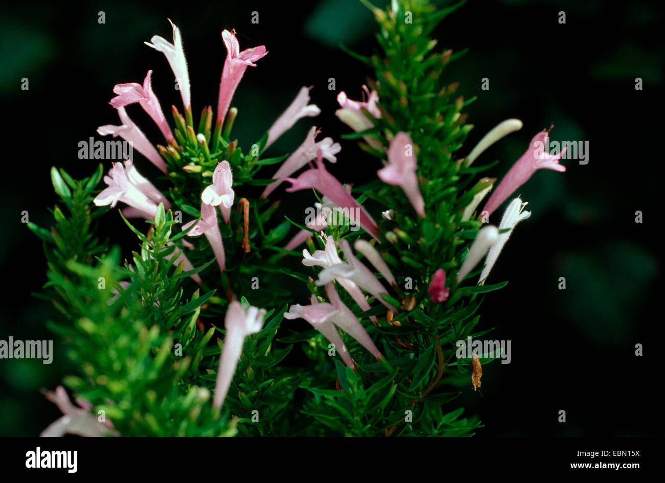 Rosemary-mint, Mexican oregano (Poliomintha longiflora), blooming Stock Photo