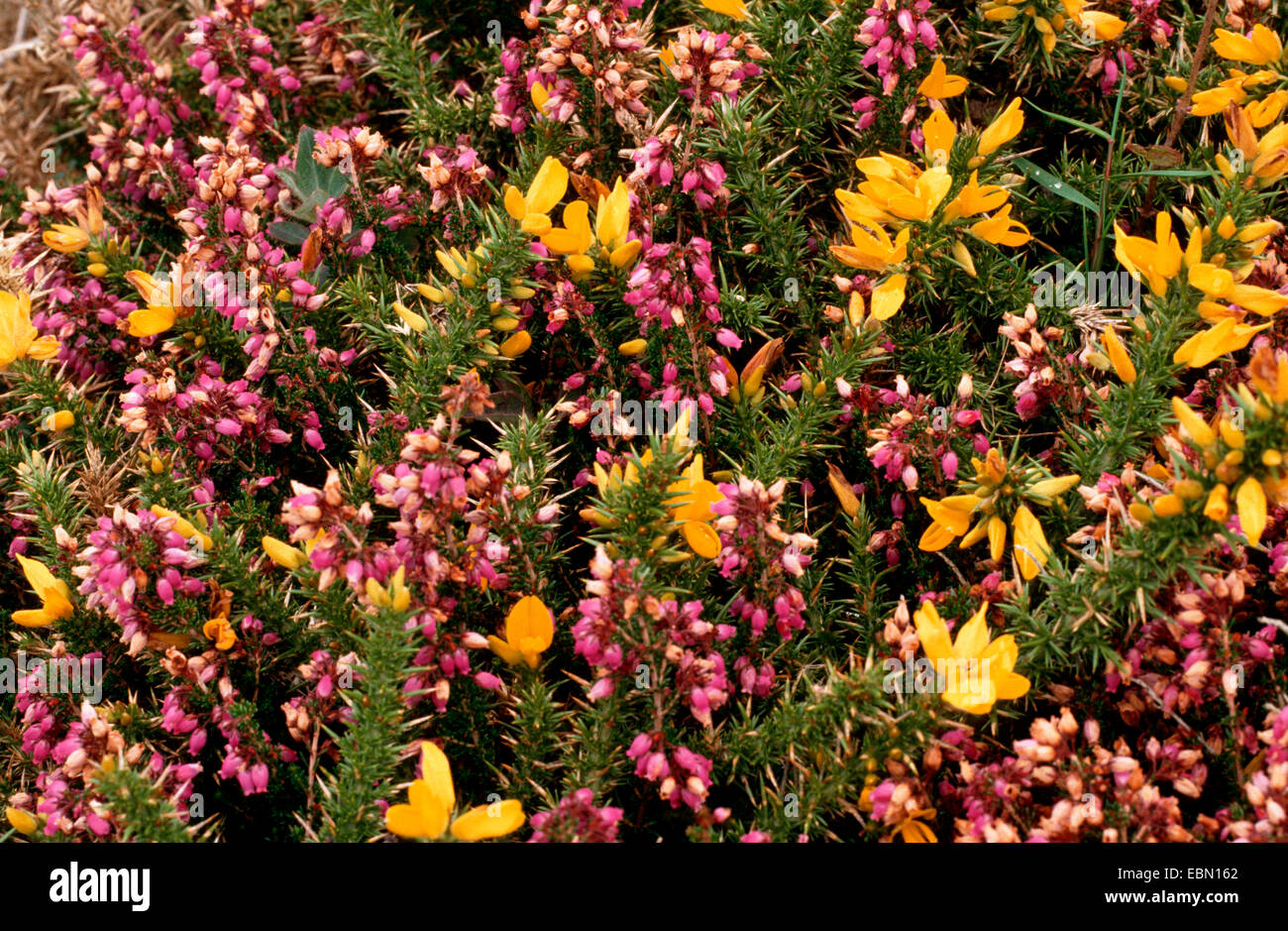 bell heather, scotch heath (Erica cinerea), with Ulex gallii Stock Photo