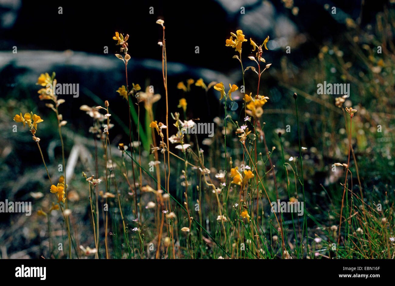 Sun bladderwort (Utricularia chrysantha), blooming Stock Photo