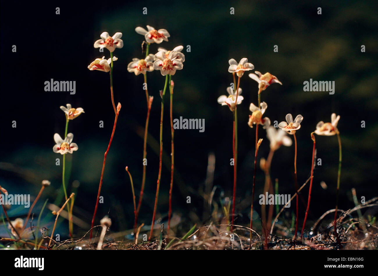 Bladderwort (Utricularia fulva), blooming Stock Photo