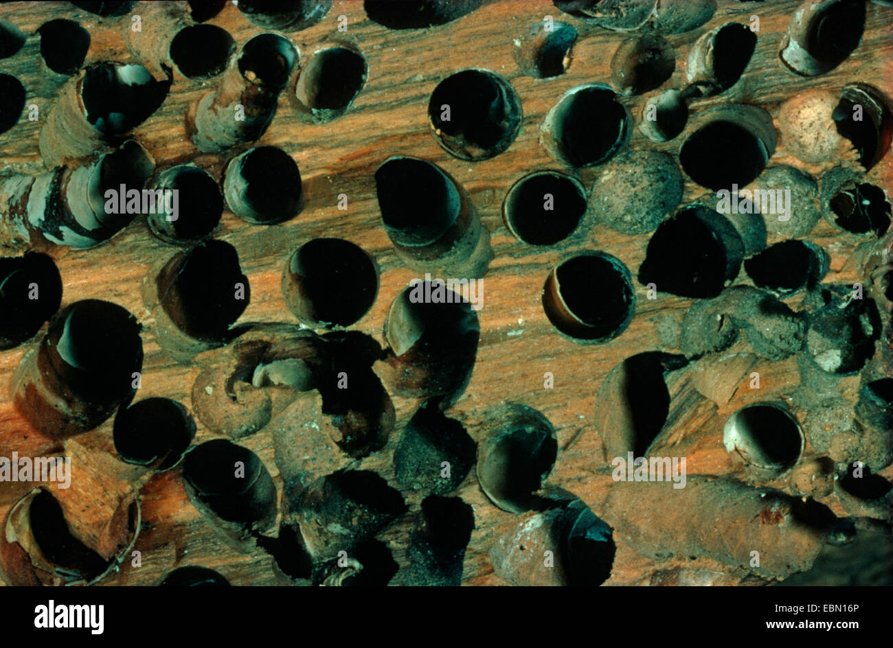 naval shipworm, common shipworm, great shipworm (Teredo navalis), typical drill holes in drift wood Stock Photo