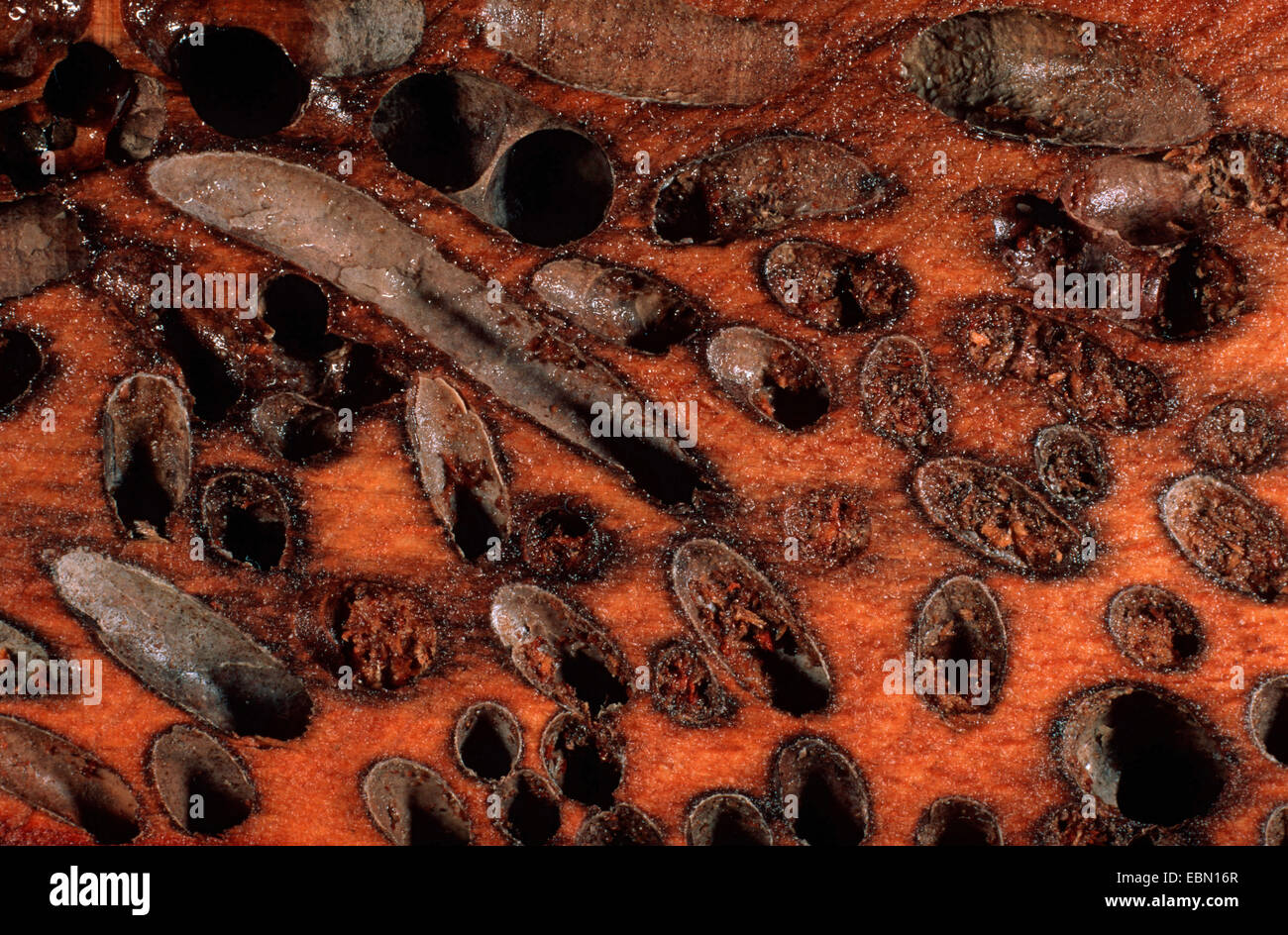 naval shipworm, common shipworm, great shipworm (Teredo navalis), wood cluttered with drill holes Stock Photo