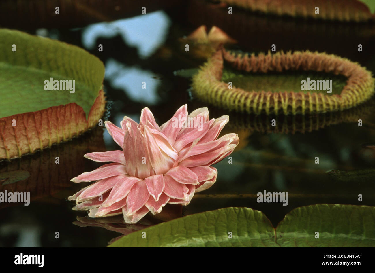 Santa Cruz Water Lily (Victoria cruziana), blooming Stock Photo