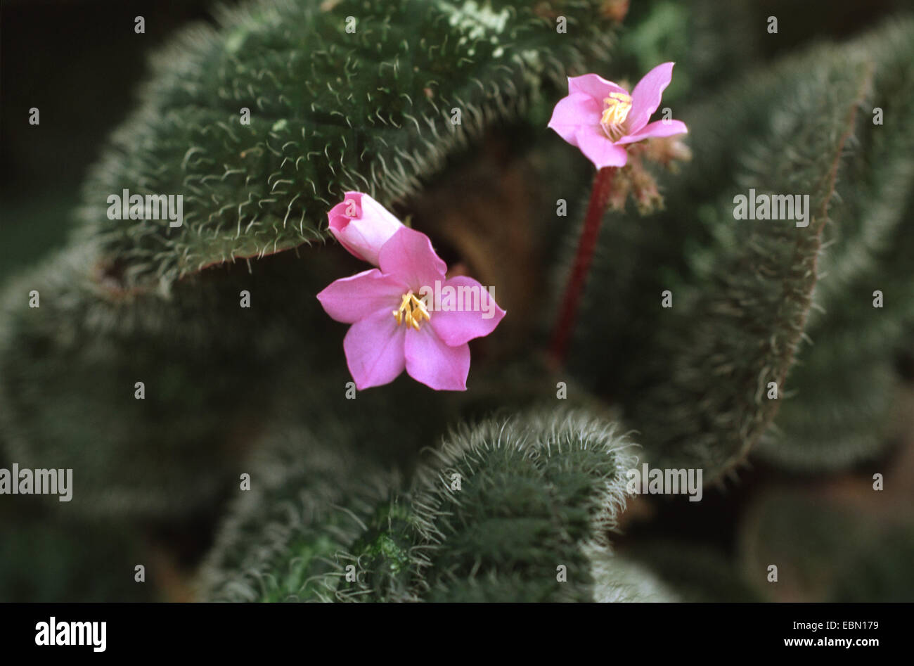 Bertolonia (Bertolonia maculata), blooming Stock Photo