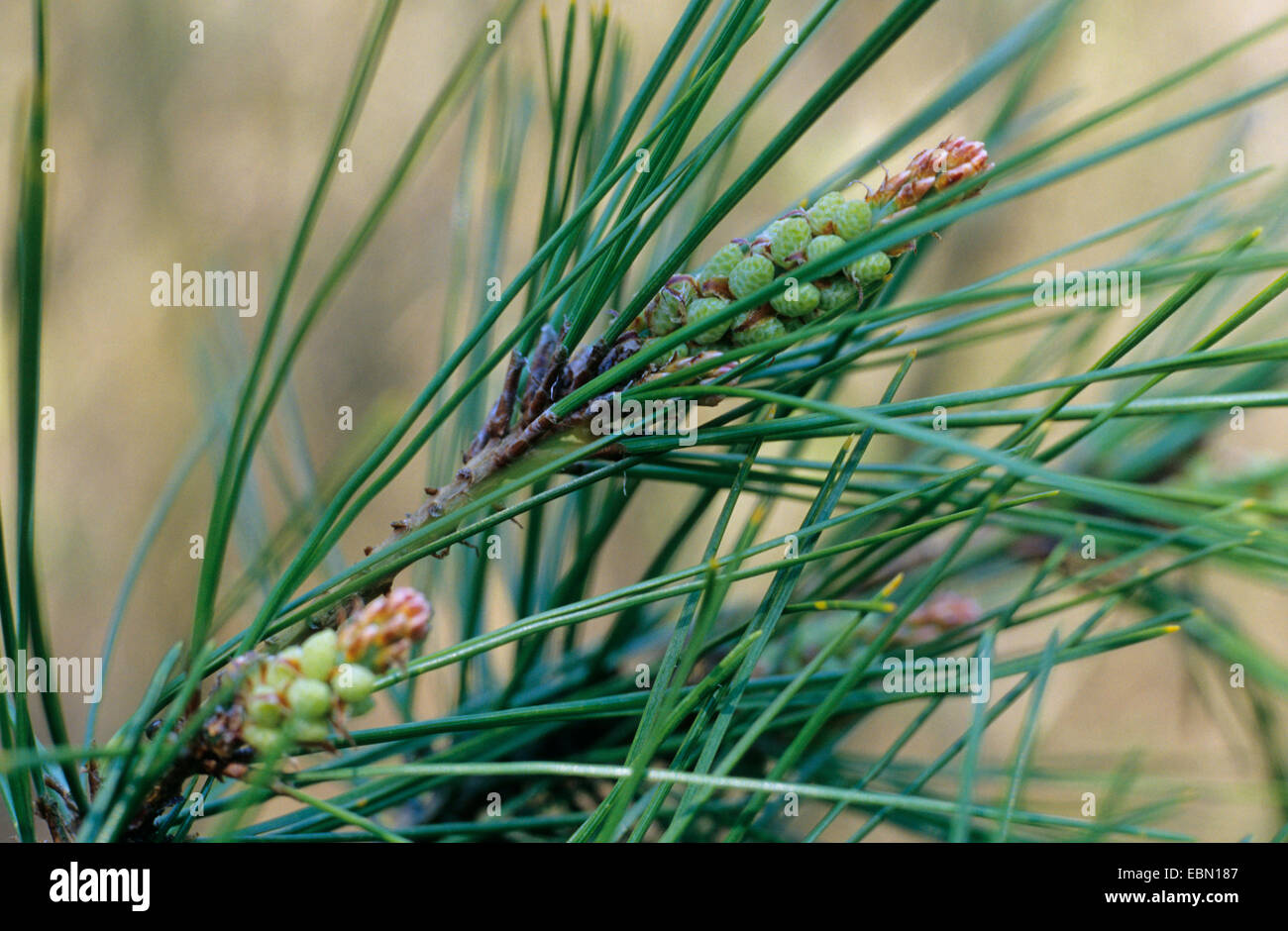 Japanese red pine (Pinus densiflora), branch with male flowers Stock Photo