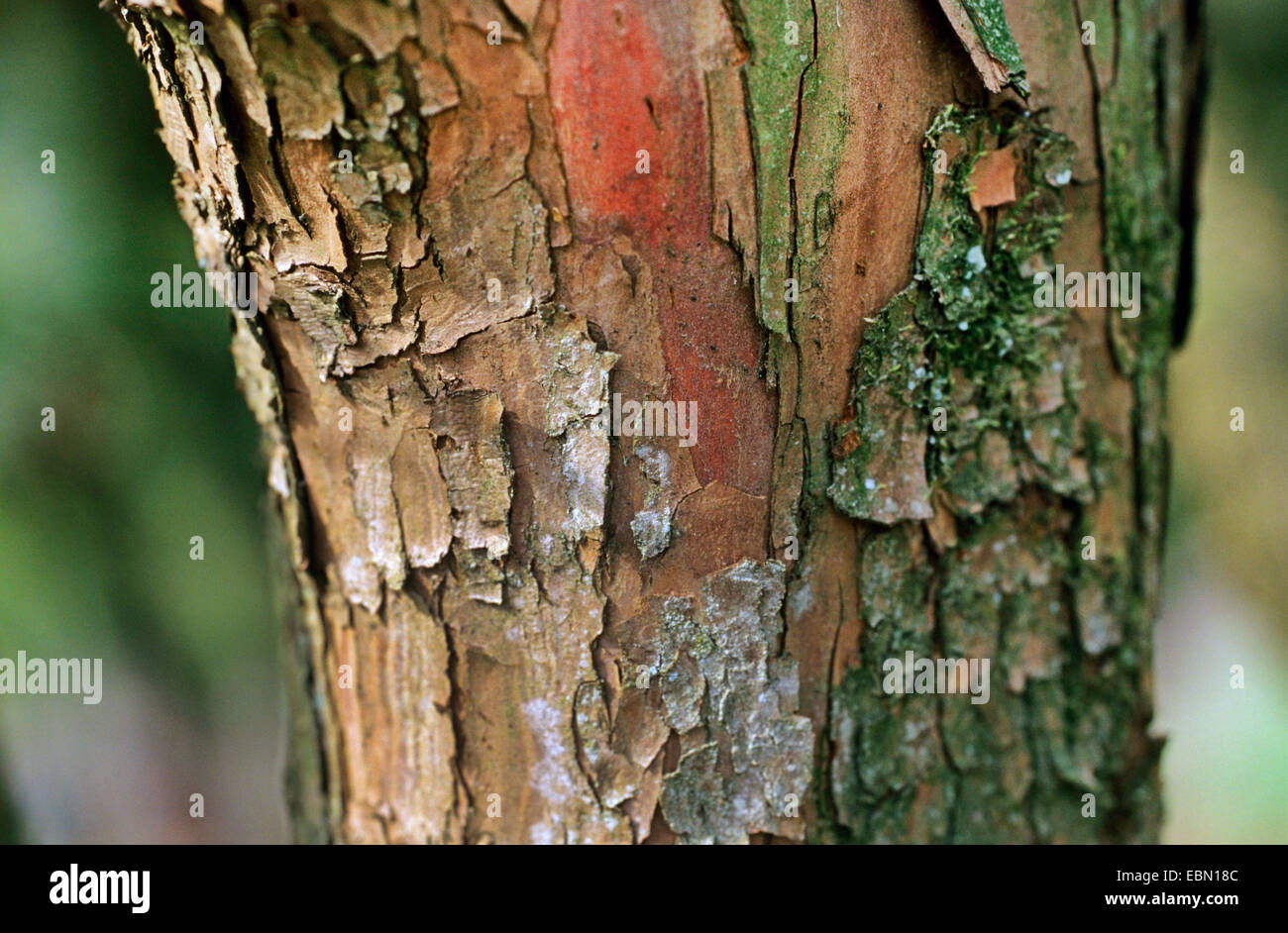 Japanese yew, pyramidal yew (Taxus cuspidata), bark Stock Photo