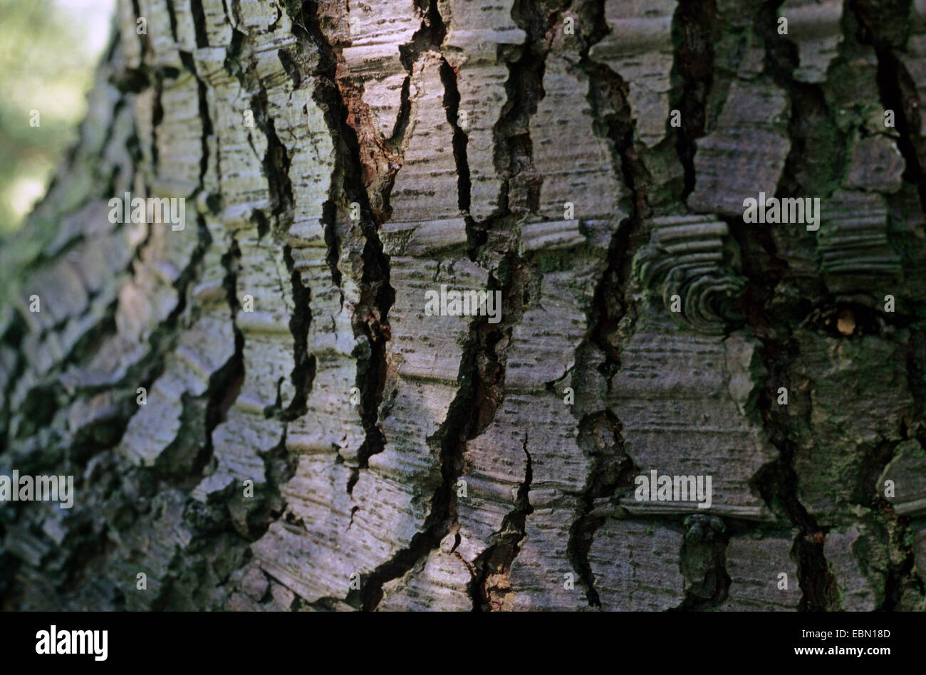 Cedar of Lebanon, Lebanon cedar (Cedrus libani, Cedrus libanotica), bark Stock Photo