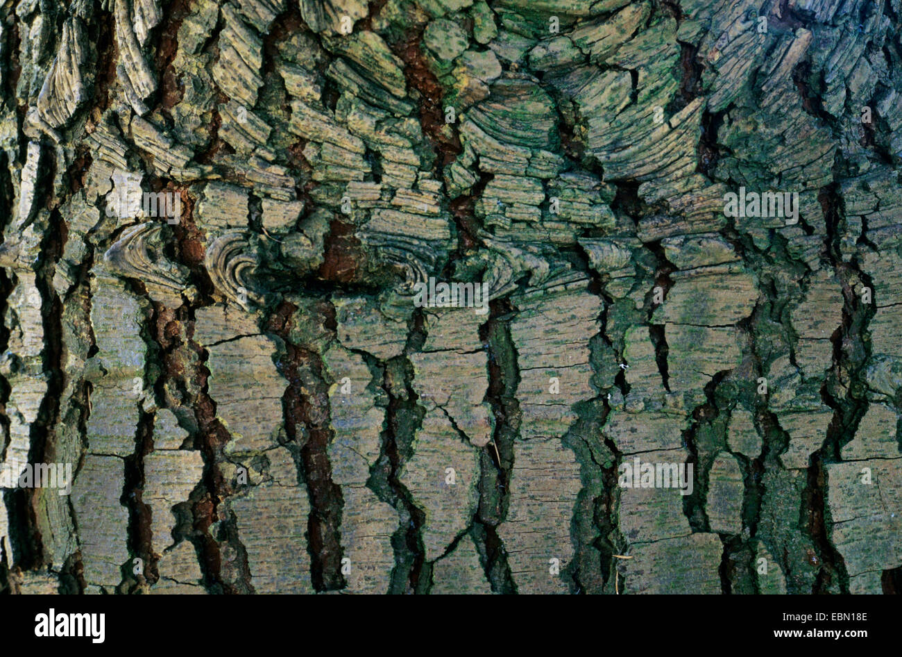 African cedar (Cedrus atlantica), bark Stock Photo