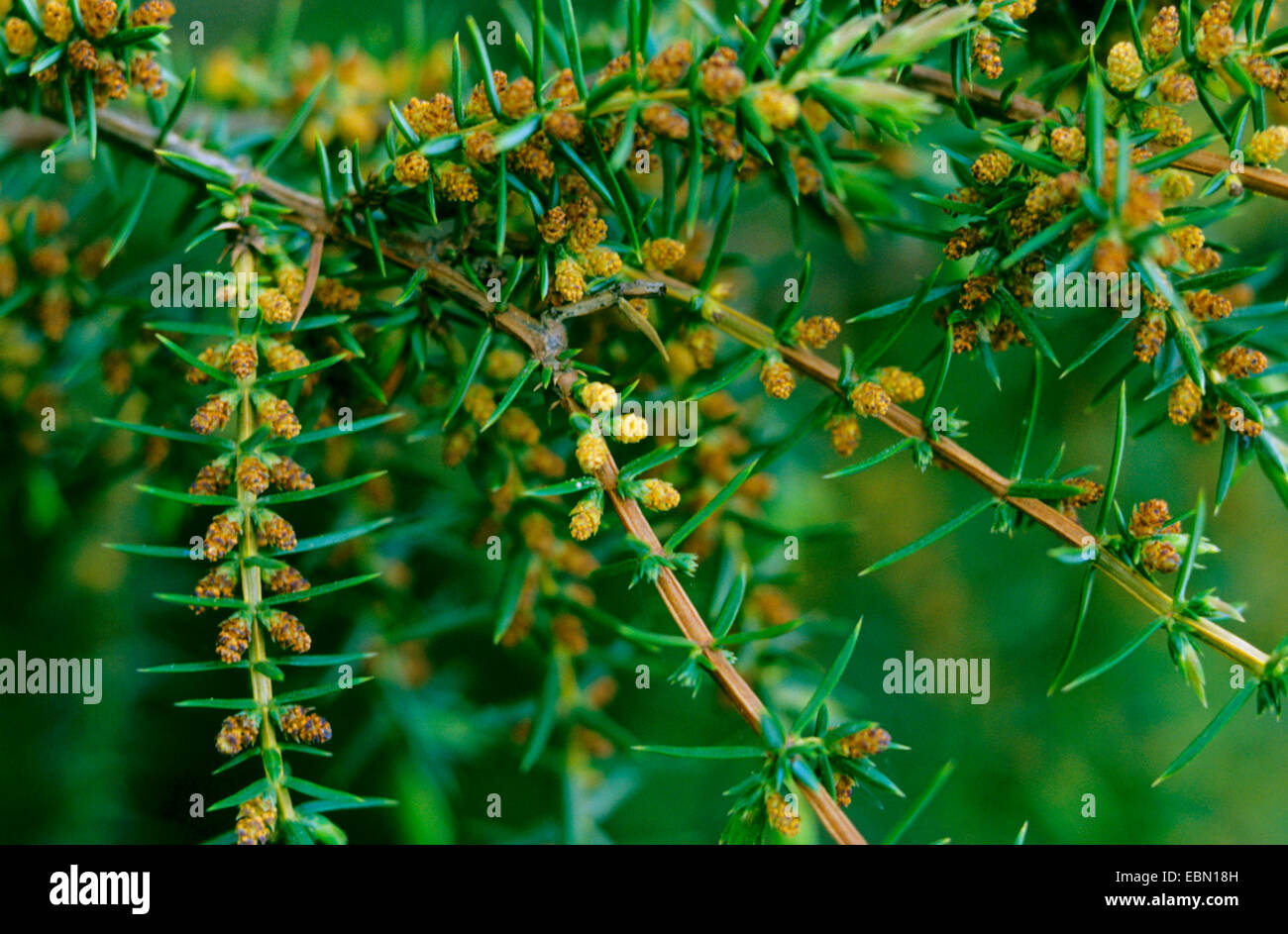 common juniper, ground juniper (Juniperus communis), branches with male flowers Stock Photo