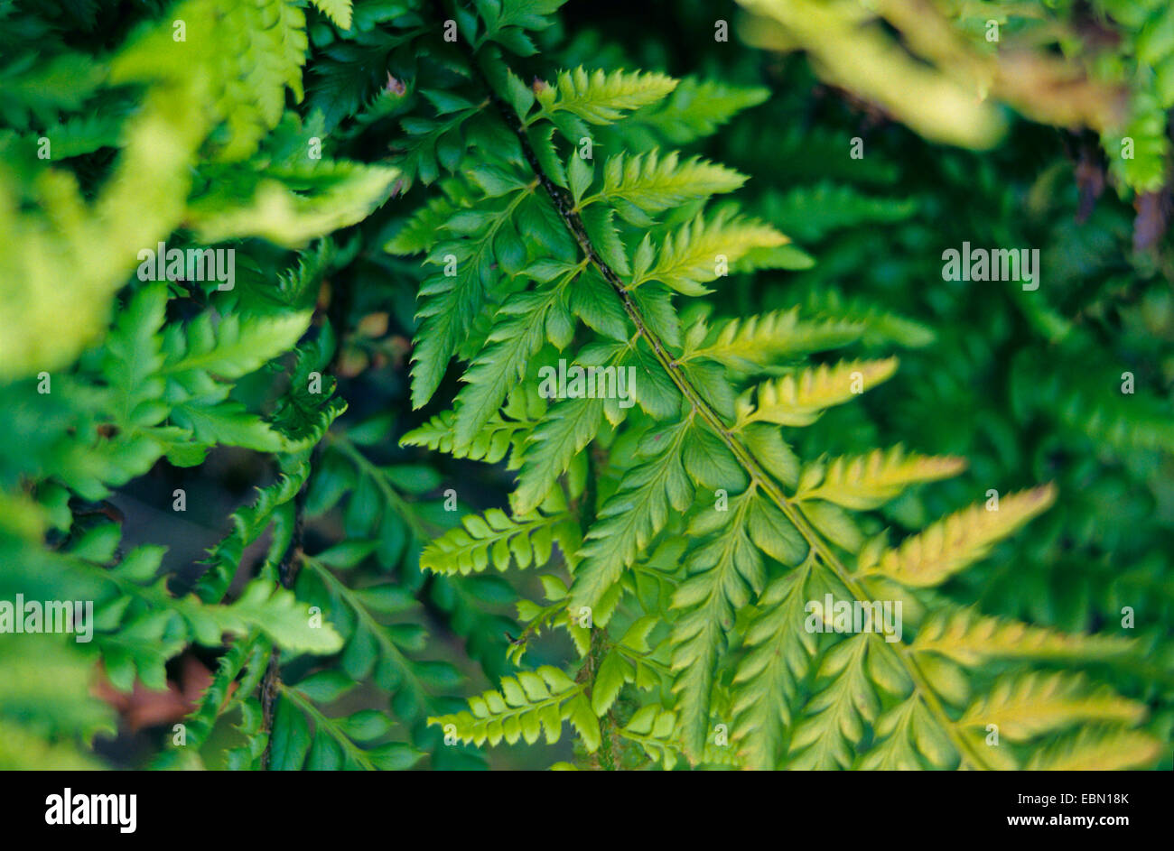 hard shield fern (Polystichum aculeatum), frond, Germany Stock Photo