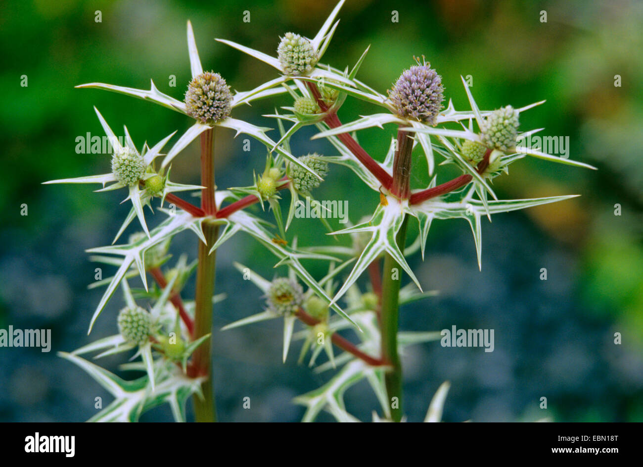 sea holly (Eryngium variifolium), inflorescences Stock Photo