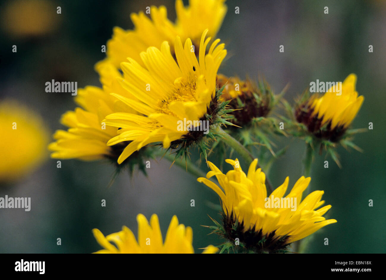 Berkheya (Berkheya multijuga), blooming Stock Photo