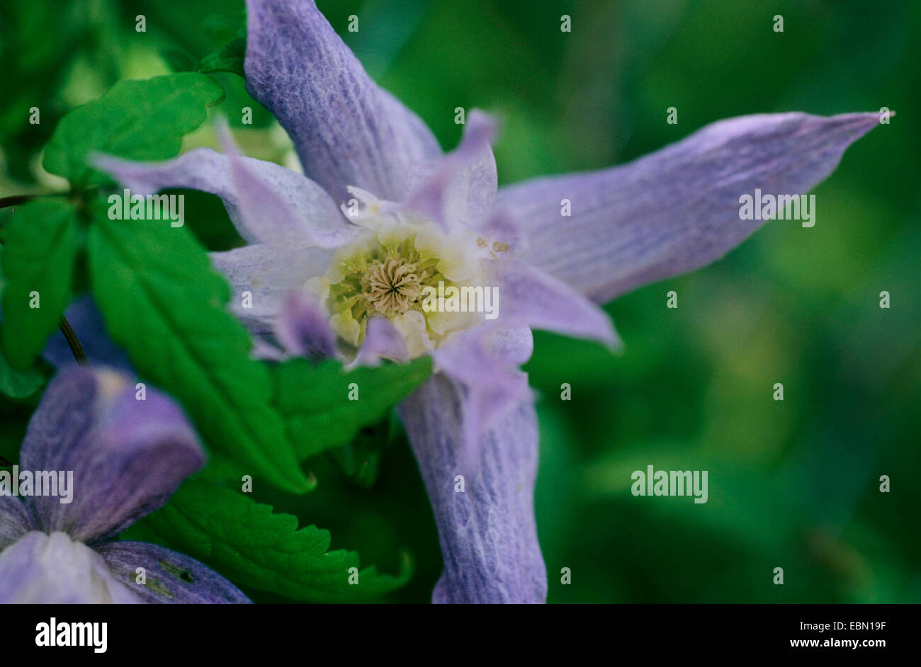 Clematis (Clematis macropetala), flower Stock Photo