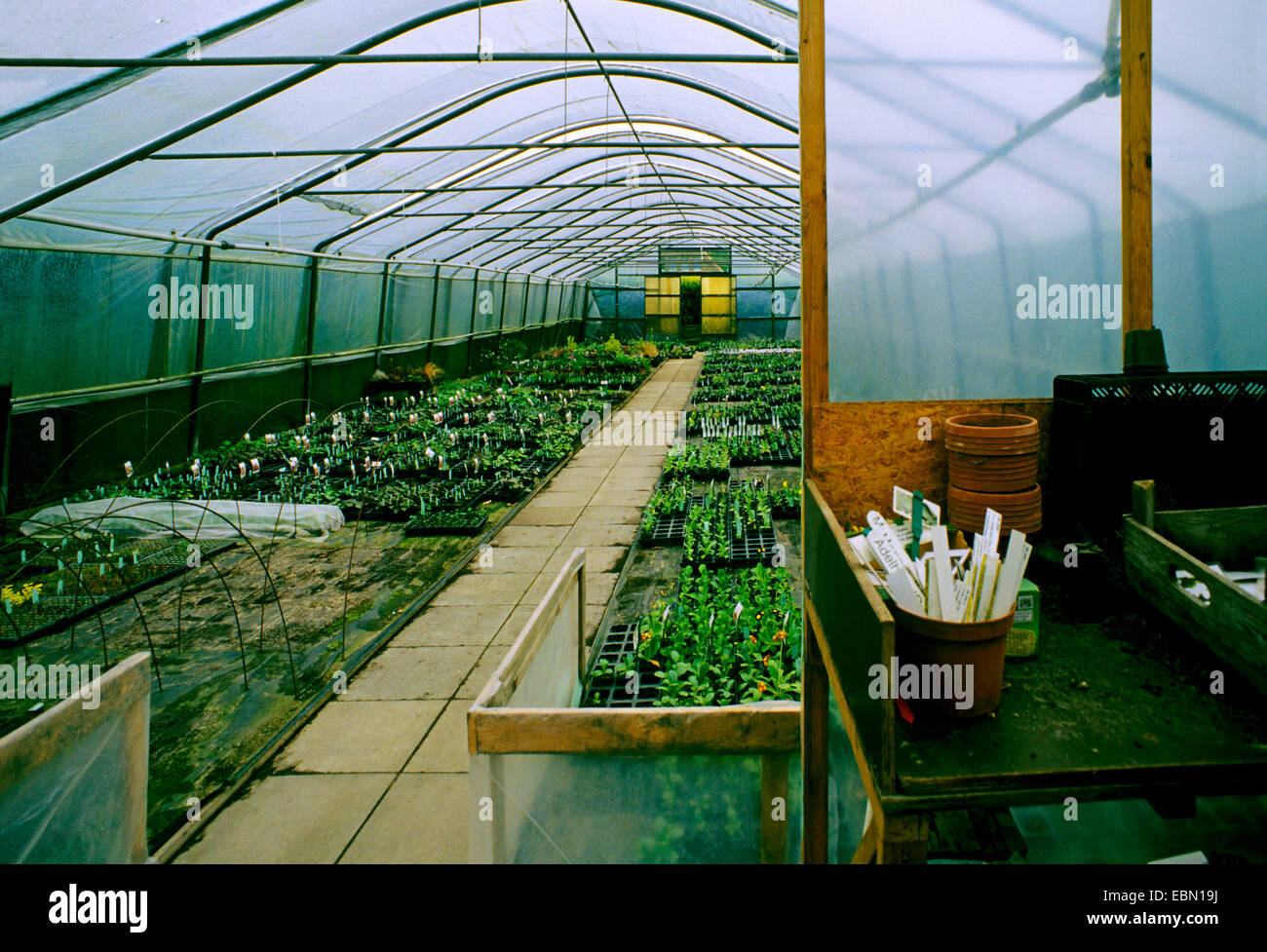 greenhouse of a market garden in North Germany, Germany Stock Photo