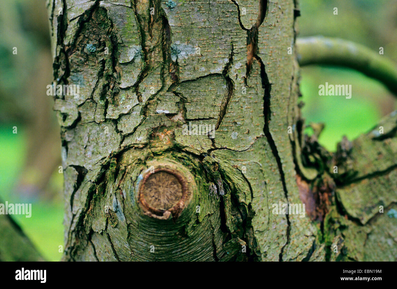 Carpinus tschonoskii (Carpinus tschonoskii), trunk Stock Photo