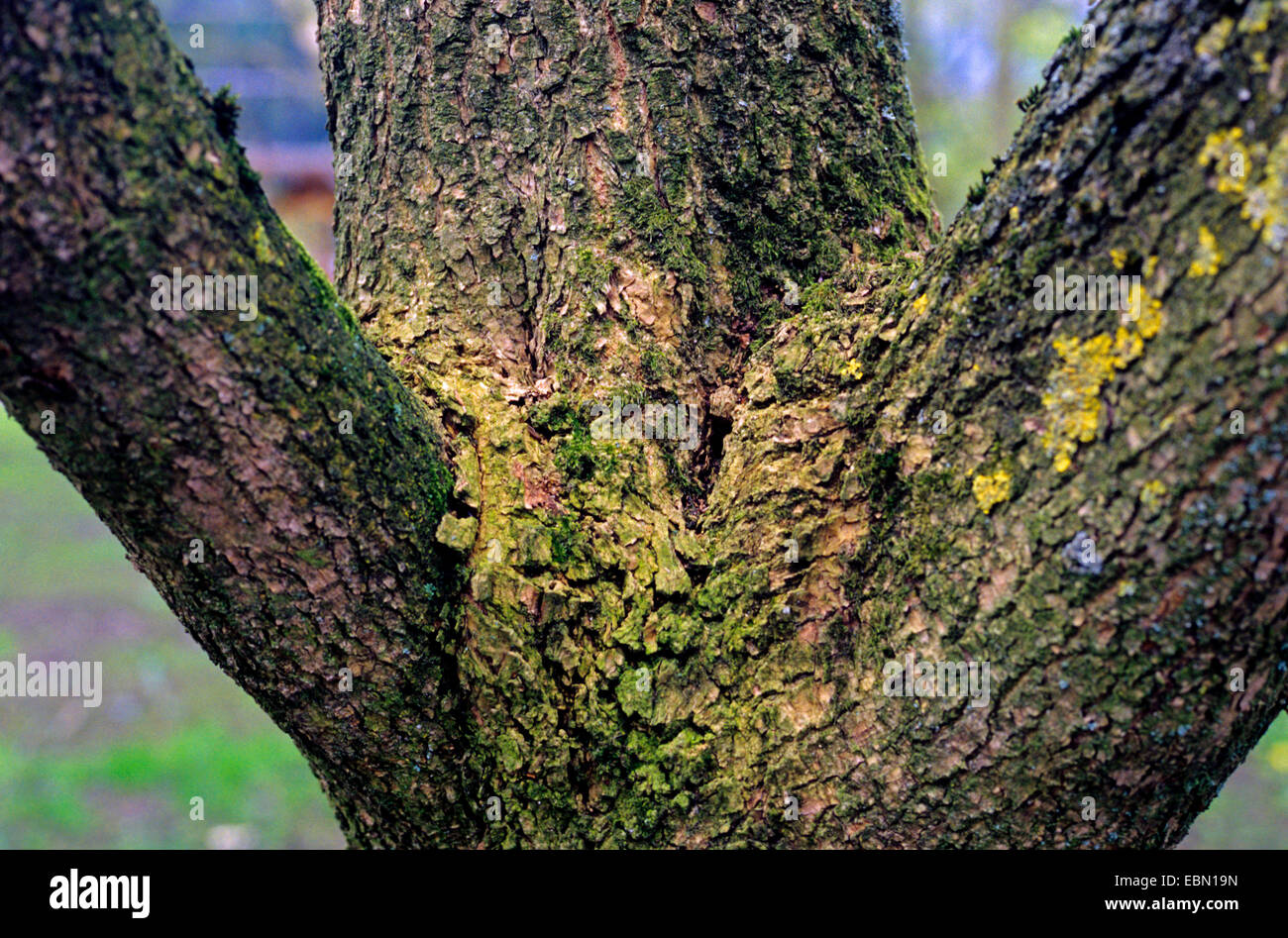 Eupteleaceae hires stock photography and images Alamy