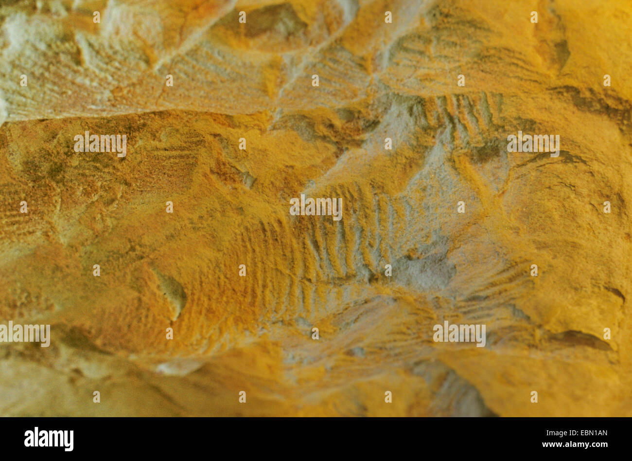 Rusophycus tracks in sandstone Stock Photo