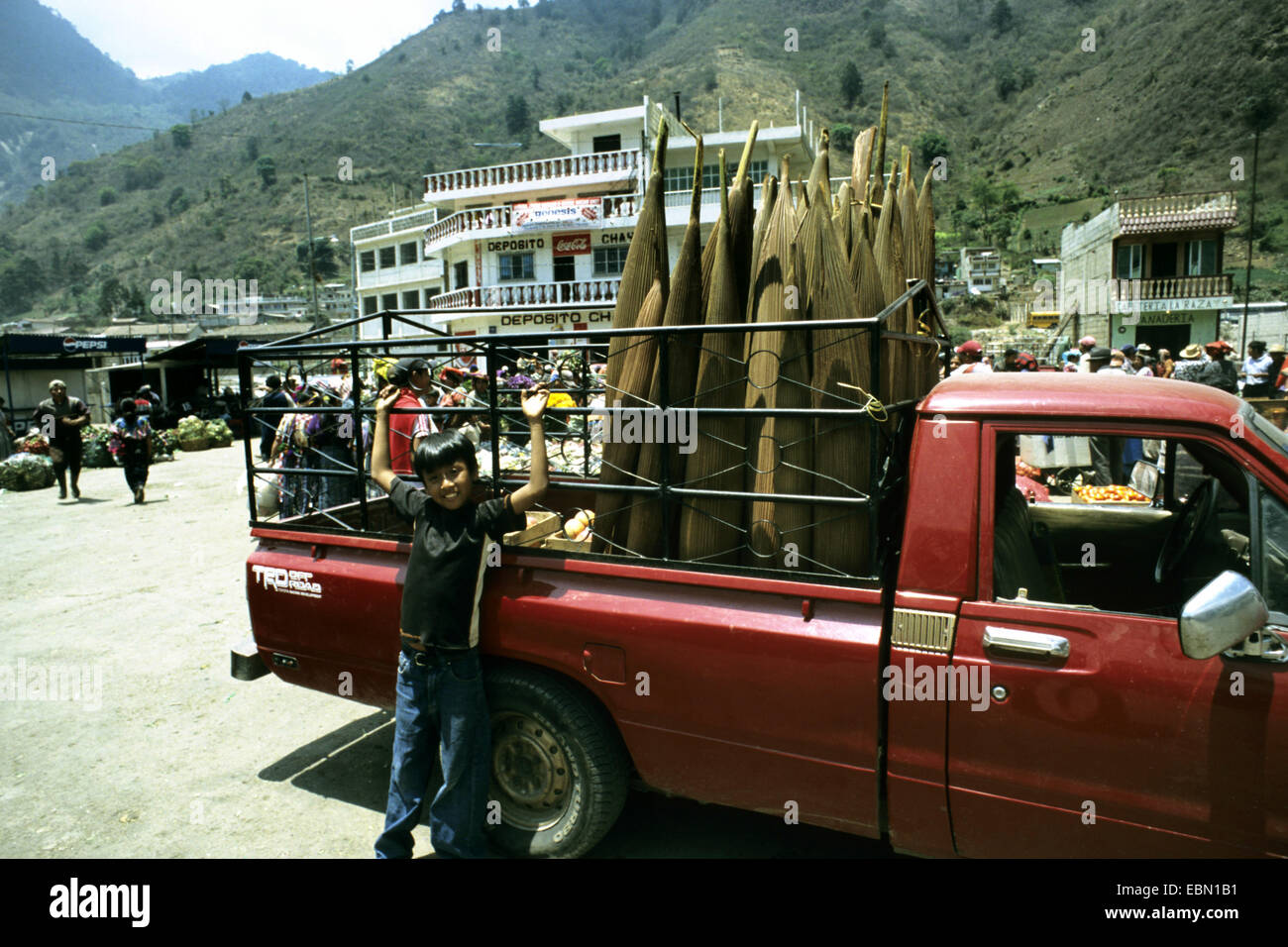 Cohune palm (Orbignya cohune, Attalea cohune), harvested inflorescences on a car, flower buds are used perfume produktion, Guatemala Stock Photo