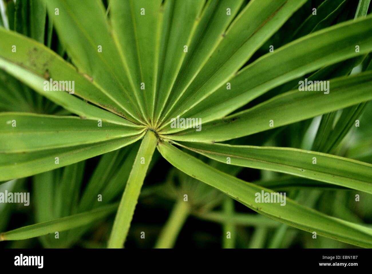 saw palmetto (Serenoa repens), leaf Stock Photo