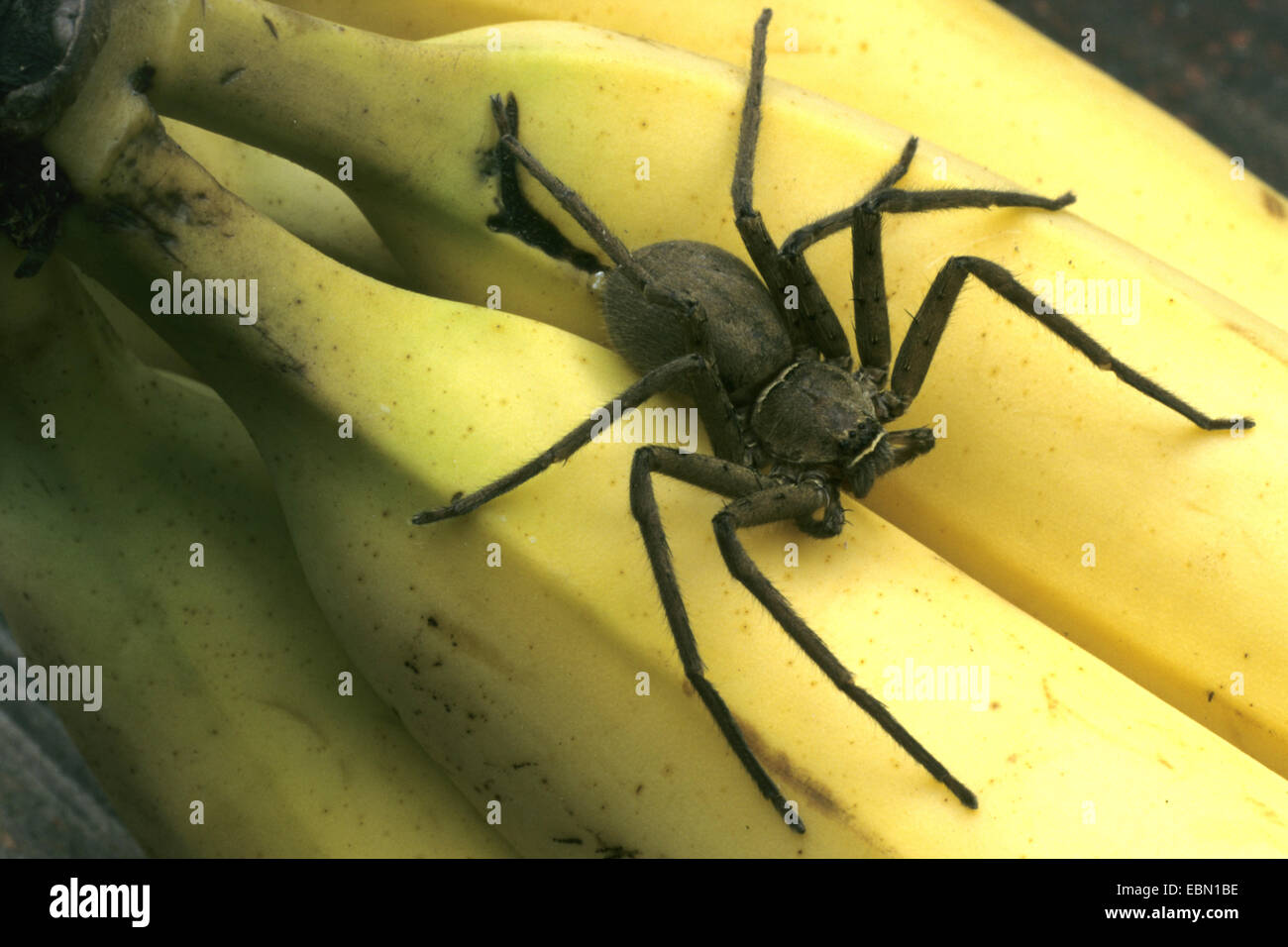 Banana spider, large brown spider, huntsman spider (Heteropoda venatoria), on ripe bananas, Dominican Republic Stock Photo