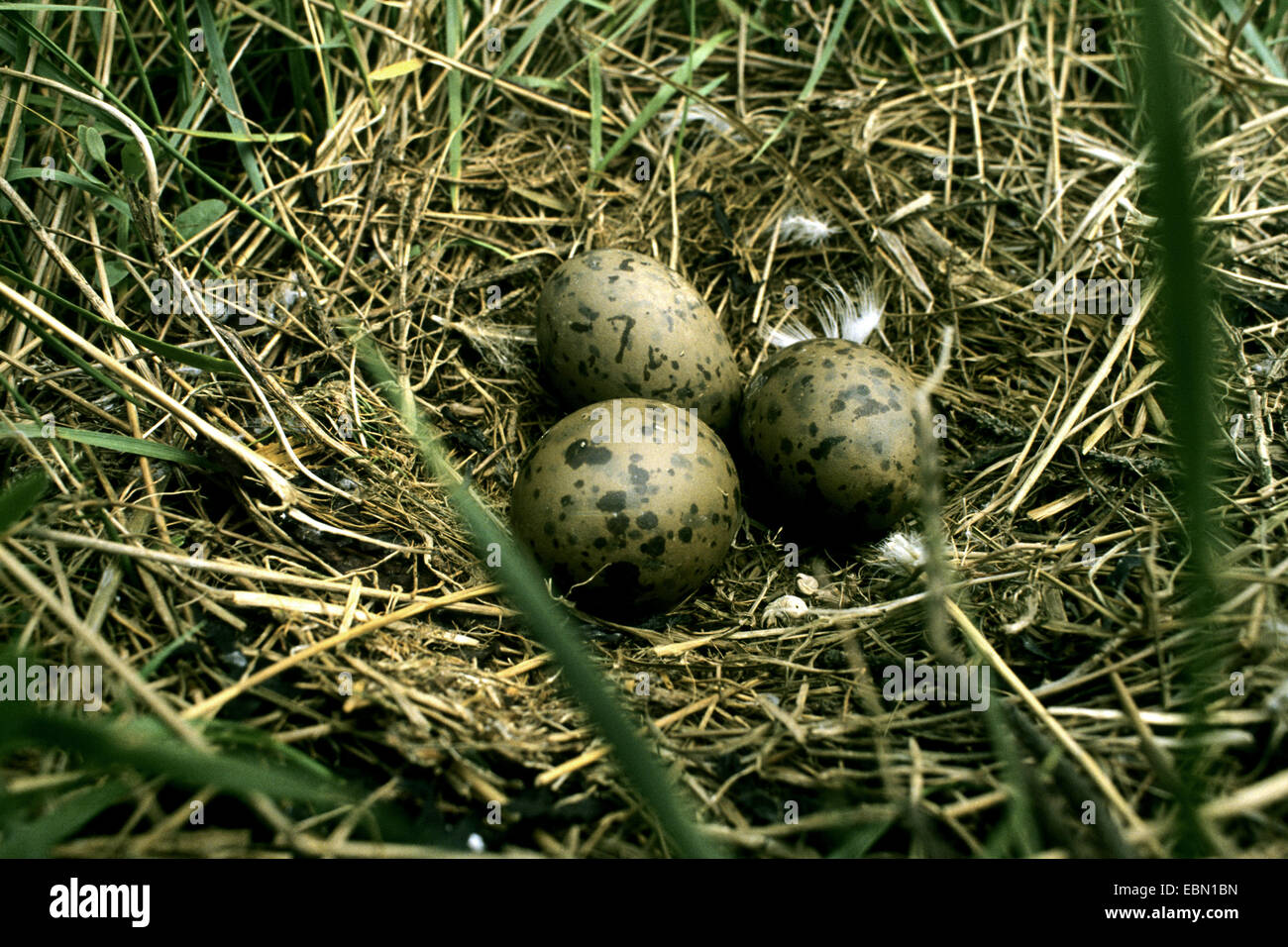 herring gull (Larus argentatus), nest with three eggs Stock Photo Alamy