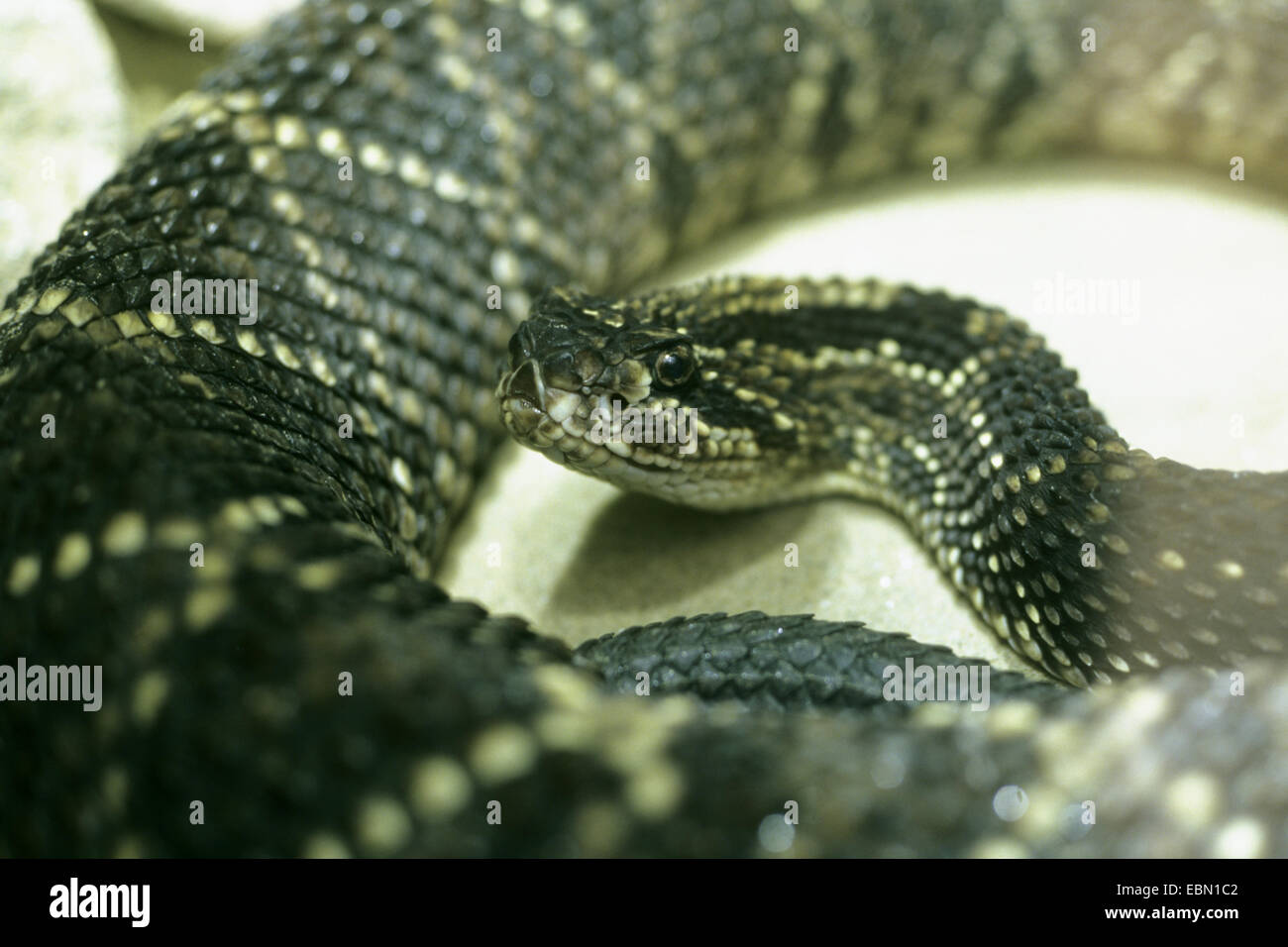 neotropical rattlesnake, cascabel (Crotalus durissus, Crotalus terrificus), portrait , rolled-up Stock Photo