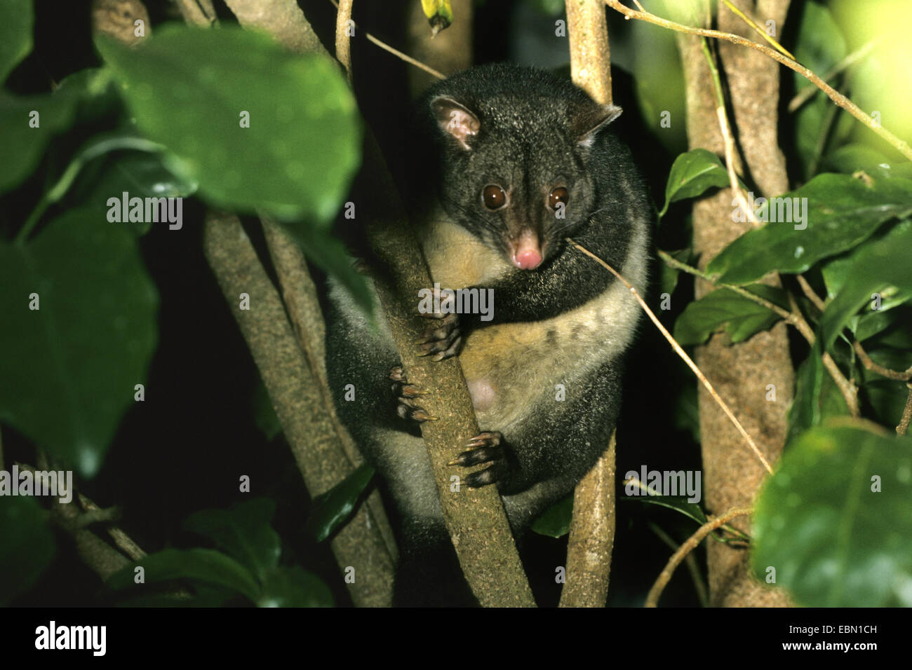 Mountain brush tailed possum hi-res stock photography and images - Alamy
