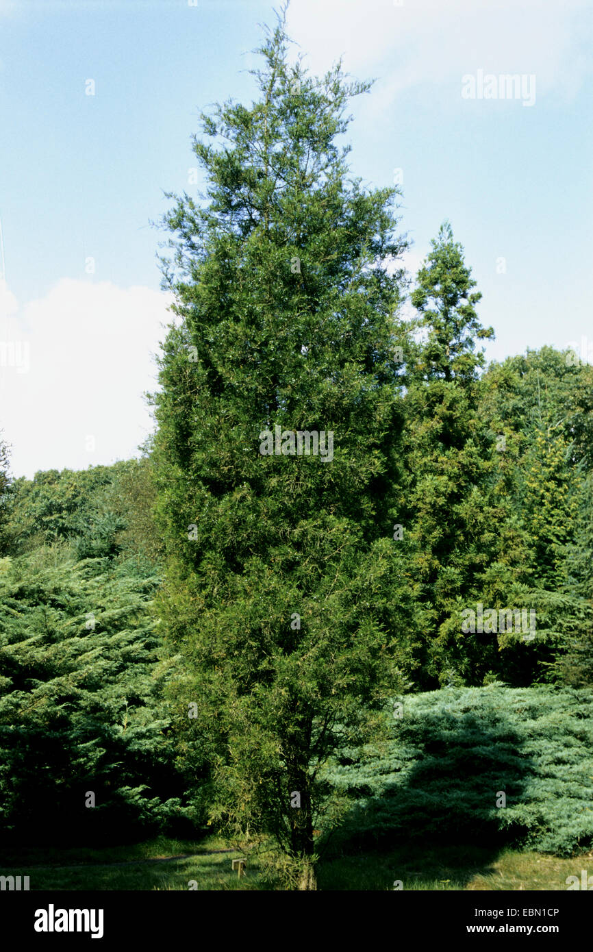 Rocky Mountain juniper (Juniperus scopulorum), habit Stock Photo